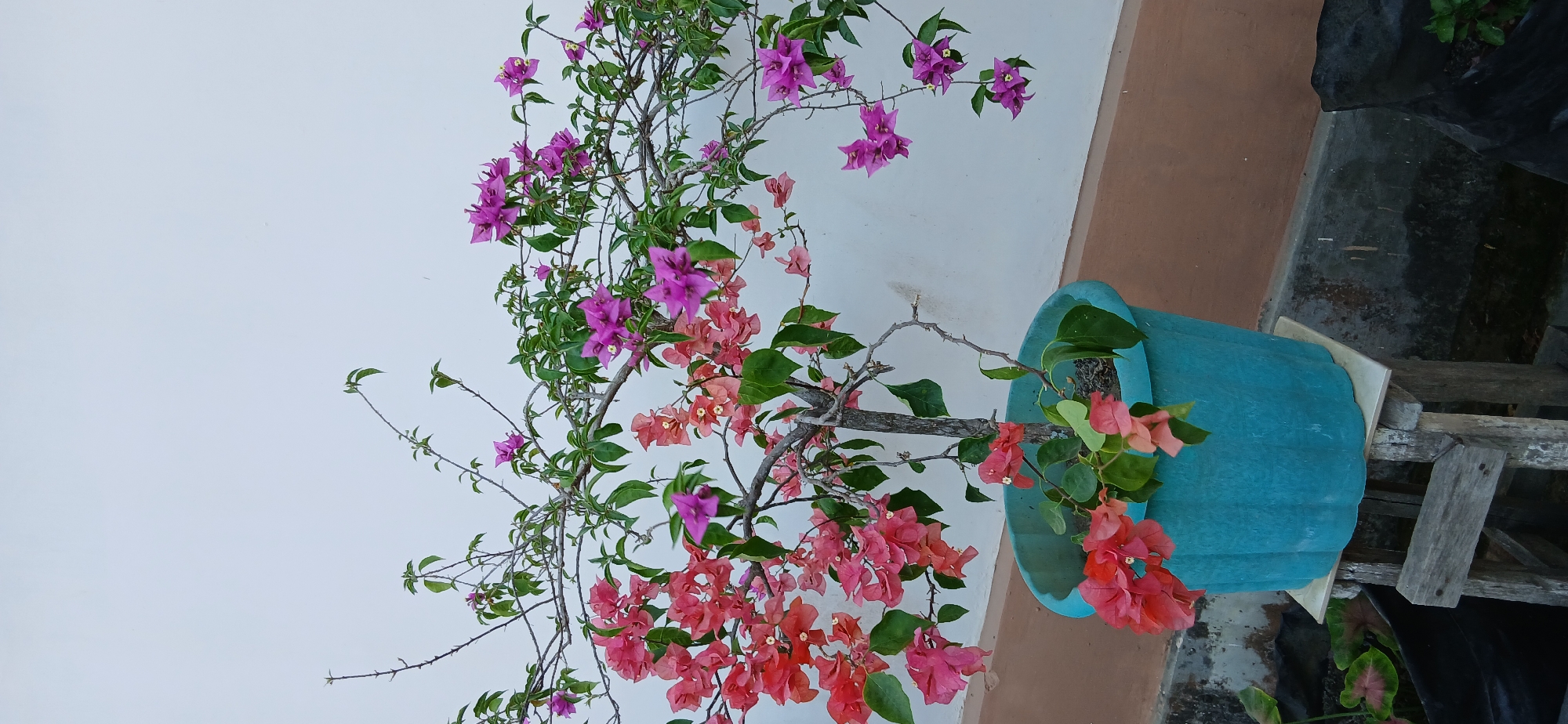 A potted bougainvillea plant with pink and purple bracts is positioned against a white wall. The plant is in a turquoise pot, which rests on a weathered wooden stand. The stand is situated on a concrete surface with some debris. The background wall is smooth and appears to be outdoors, possibly in a residential area or garden in Samarinda, Indonesia. The lighting suggests it is daytime.