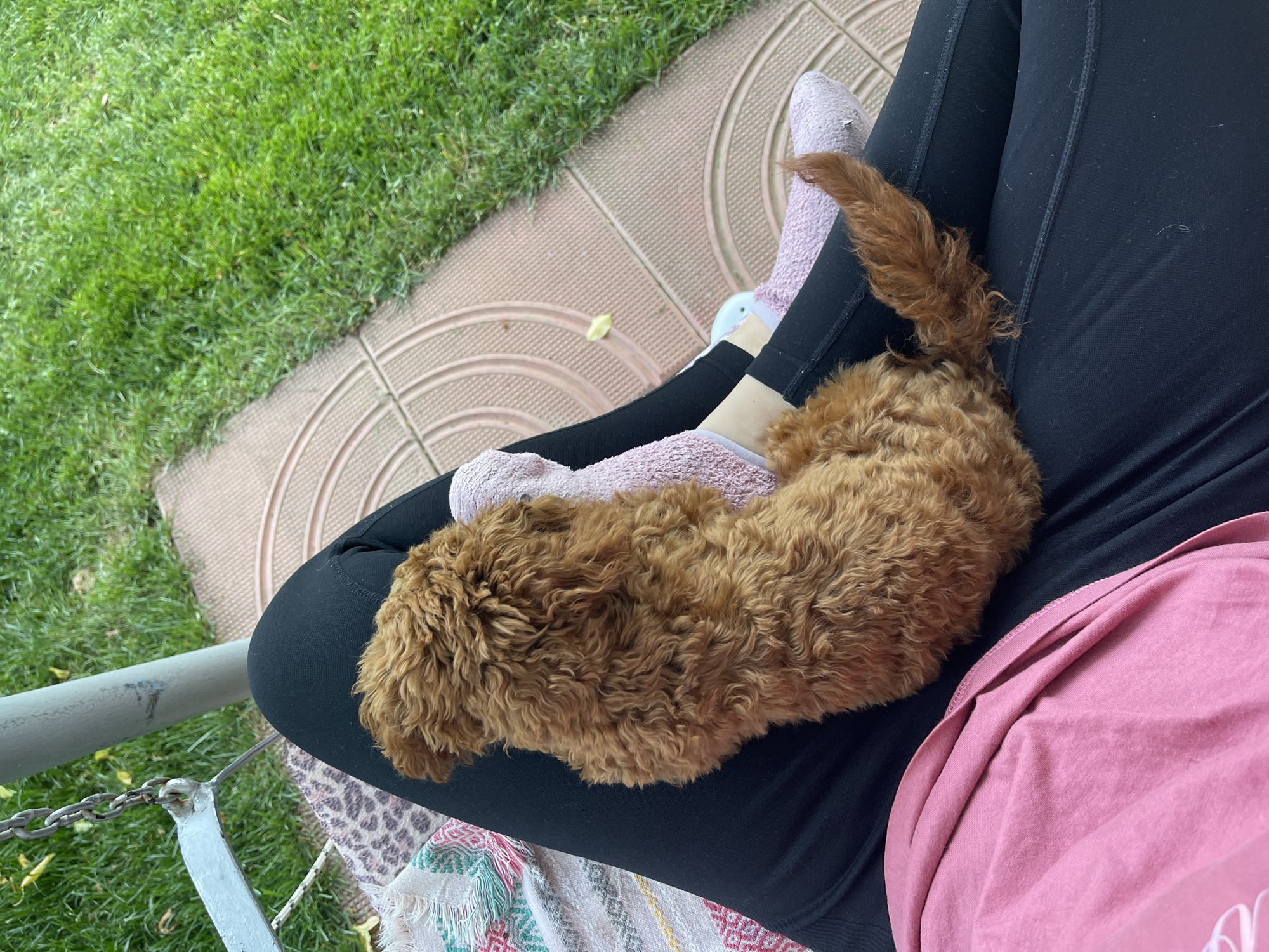 A high-angle shot shows a small, brown, curly-haired dog resting on a person's lap. The person is wearing black leggings, pink socks, and a pink shirt. The dog is positioned lengthwise on the person's lap with its head toward the left and tail curled upward toward the right. A patterned blanket is draped on the person's lap under the dog.
The background features a tiled surface, green grass, and part of a grey metal structure with a chain.
Given the presence of the green grass, tiled surface, and metal structure, the location could be an outdoor patio or balcony. There is not enough information to pinpoint the city of Sofia, Bulgaria specifically.