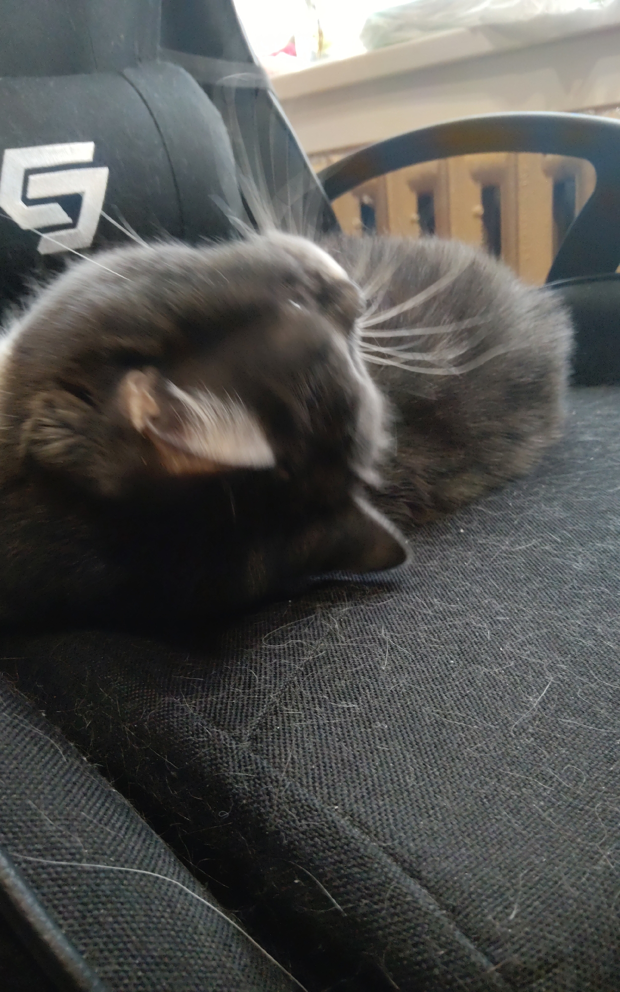 A grey cat is sleeping on a black fabric surface, likely a chair. The cat is curled up with its head resting on its paws. The fabric is covered in cat hair. In the background, a black chair with a white logo is visible, along with part of a wooden desk and some items on it. The scene appears to be indoors, possibly in a home or office. There is no indication of the location in Zheleznogorsk-Ilimsky, Russia.
