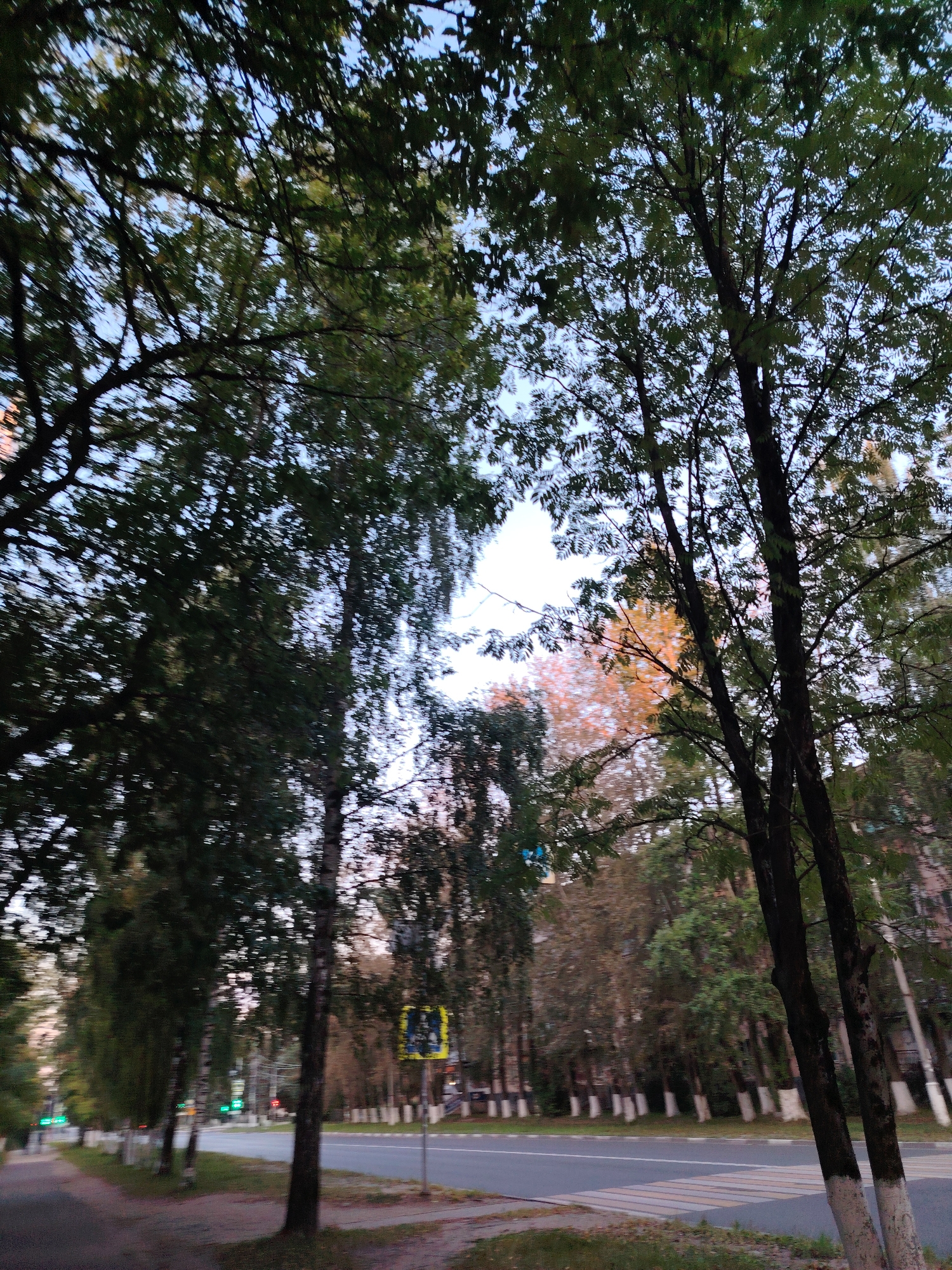 The image captures a street scene in Konakovo, Russia, characterized by abundant trees lining the road. The perspective is from a low angle, looking upwards through the canopy of mature trees, some of which exhibit autumnal colors. A paved sidewalk is visible on the left, leading to a road with traffic markings. A pedestrian crossing is present. In the background, buildings and more trees suggest a residential or urban setting. The lighting indicates it is either early morning or late afternoon, with a soft, diffused light filtering through the leaves. There are no people or vehicles prominently visible in the frame, focusing the scene on the natural elements within the urban landscape.