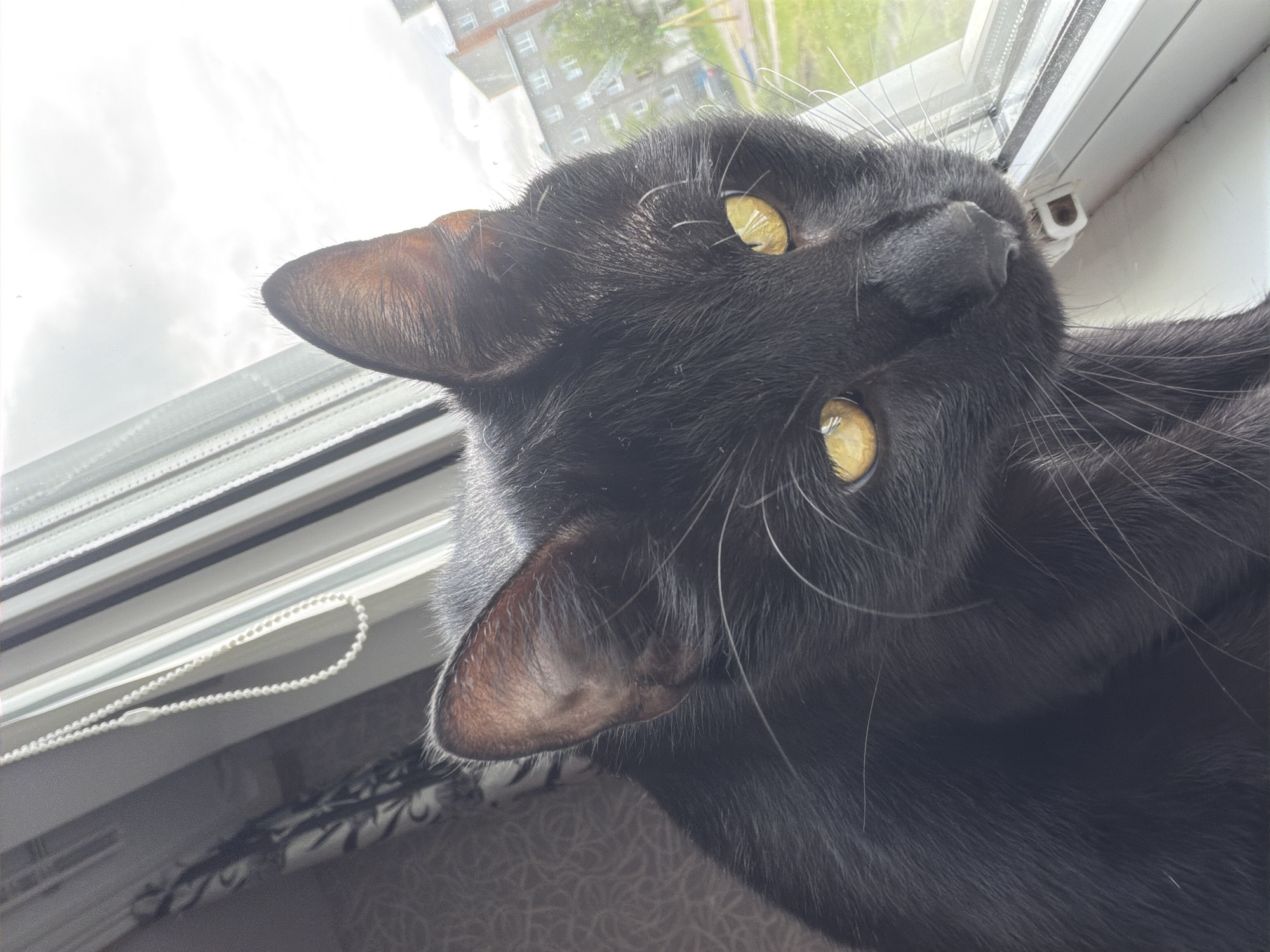 A black cat with striking yellow eyes is lying on a windowsill, its head tilted and facing the camera. The cat's fur appears sleek and dark, with prominent whiskers. It is positioned on what looks like a cushioned surface with a patterned fabric. Behind the cat, a window reveals an outdoor scene. Buildings, possibly apartment blocks, are visible in the distance, and there is greenery suggesting a temperate climate. The sky appears bright, indicating daylight, and potentially overcast or hazy conditions. The window itself has a white frame and a beaded pull cord for blinds. The perspective of the photo is unusual, as if taken from below the cat, emphasizing its position on the sill. There is no visible text in the image. The overall impression is a candid shot of a domestic cat enjoying a moment by the window, with a glimpse of an urban environment outside.