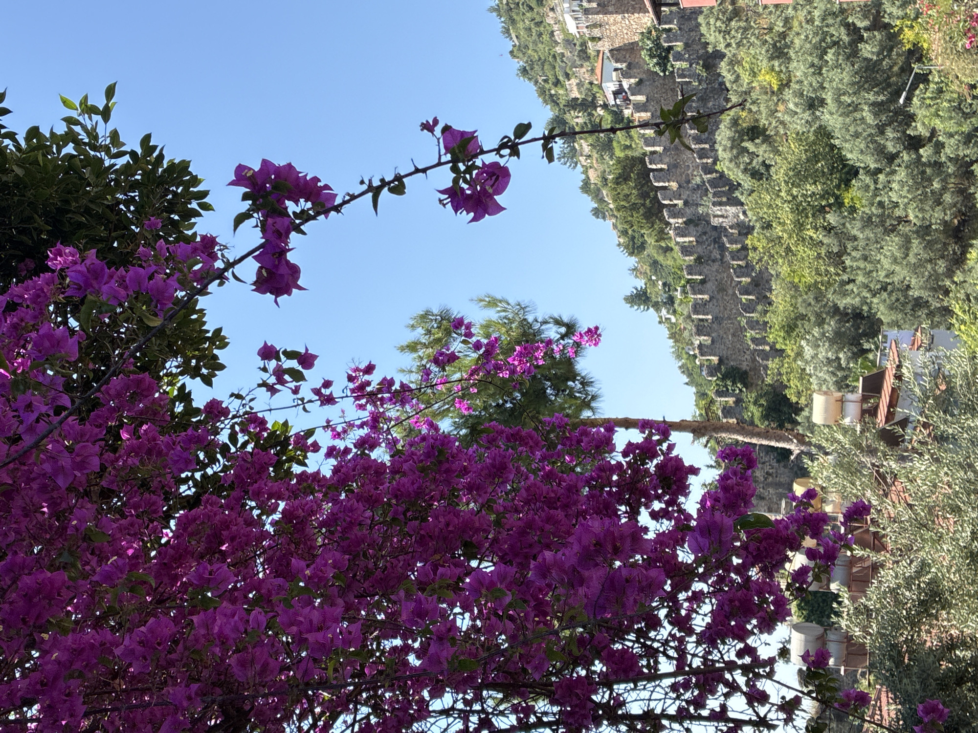 The image depicts a sunny outdoor scene in Alanya, Turkey, with a clear blue sky. In the foreground, vibrant pink bougainvillea flowers cascade down from branches, partially obscuring the view. Behind the flowers, a dense green canopy of trees and foliage covers a hillside.
Further up the hill, a historic stone wall, characteristic of Alanya Castle, stretches across the landscape. The wall is composed of rough-hewn stones with a crenellated parapet. Scattered amongst the trees are several white solar water heaters, common on rooftops in the region. In the distance, a few buildings with white walls and red roofs are visible, nestled into the hillside. The overall impression is of a lush, historic Mediterranean setting. No people are visible in the frame.