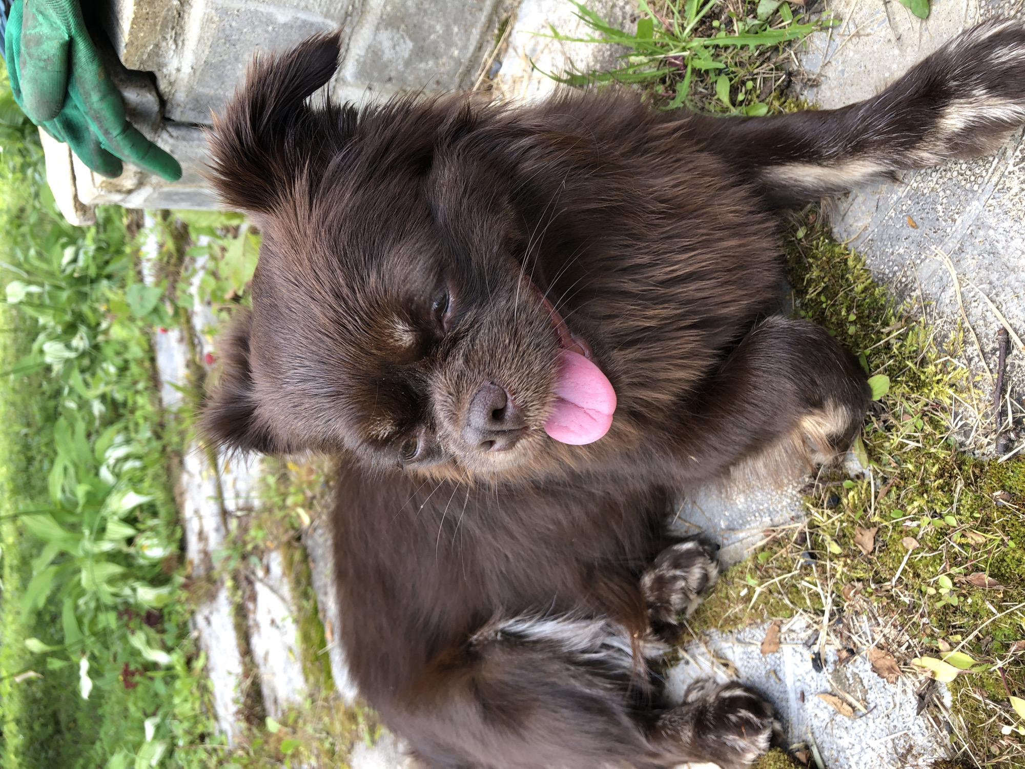 A long-haired, dark brown dog with its tongue hanging out lies on a textured, gray stone pathway. The pathway is partially covered in moss and fallen leaves. Green foliage, including large hosta-like plants, is visible in the background. To the right of the dog, a light-colored stone ledge is topped with a pair of green gardening gloves. The scene appears to be outdoors, possibly in a garden or park setting. The specific location in the city of Krasnaya Presnya, Russia, is not visually indicated in the image.
