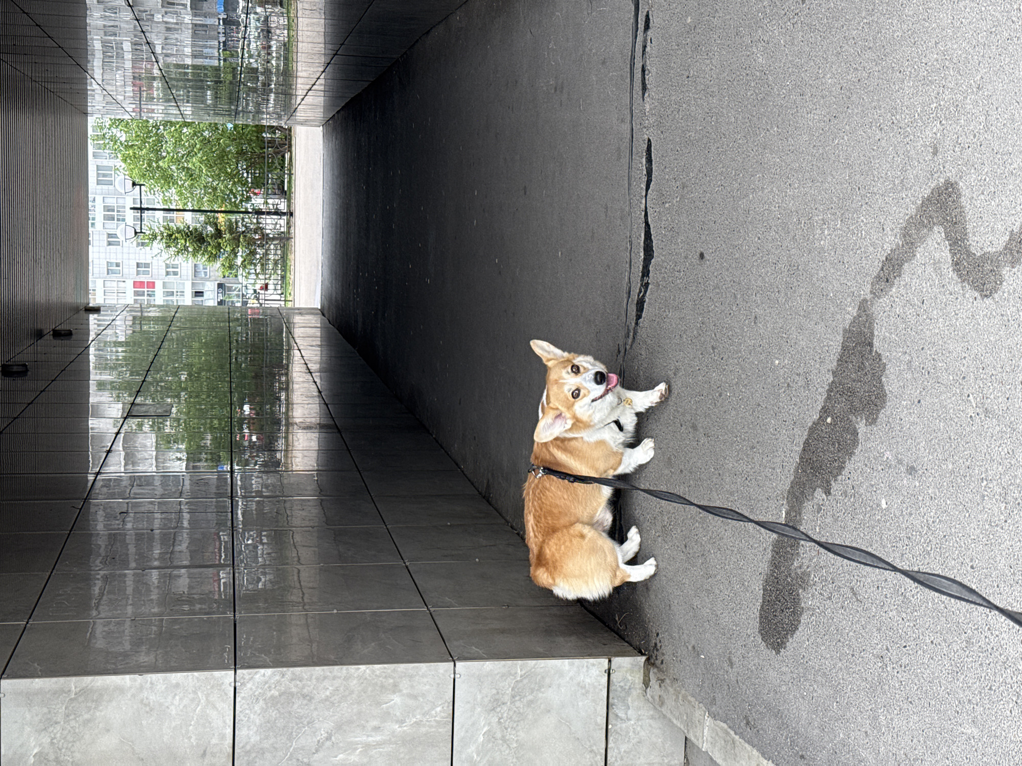 A medium, eye-level shot shows a corgi dog lying down on a sidewalk, captured in Krasnoyarsk, Russia. The dog is orange and white with a black leash. The setting includes a dark, tiled tunnel with an opening showing trees and buildings at the other end. The ground is gray concrete with a wet mark on it. The photograph is slightly rotated counterclockwise.