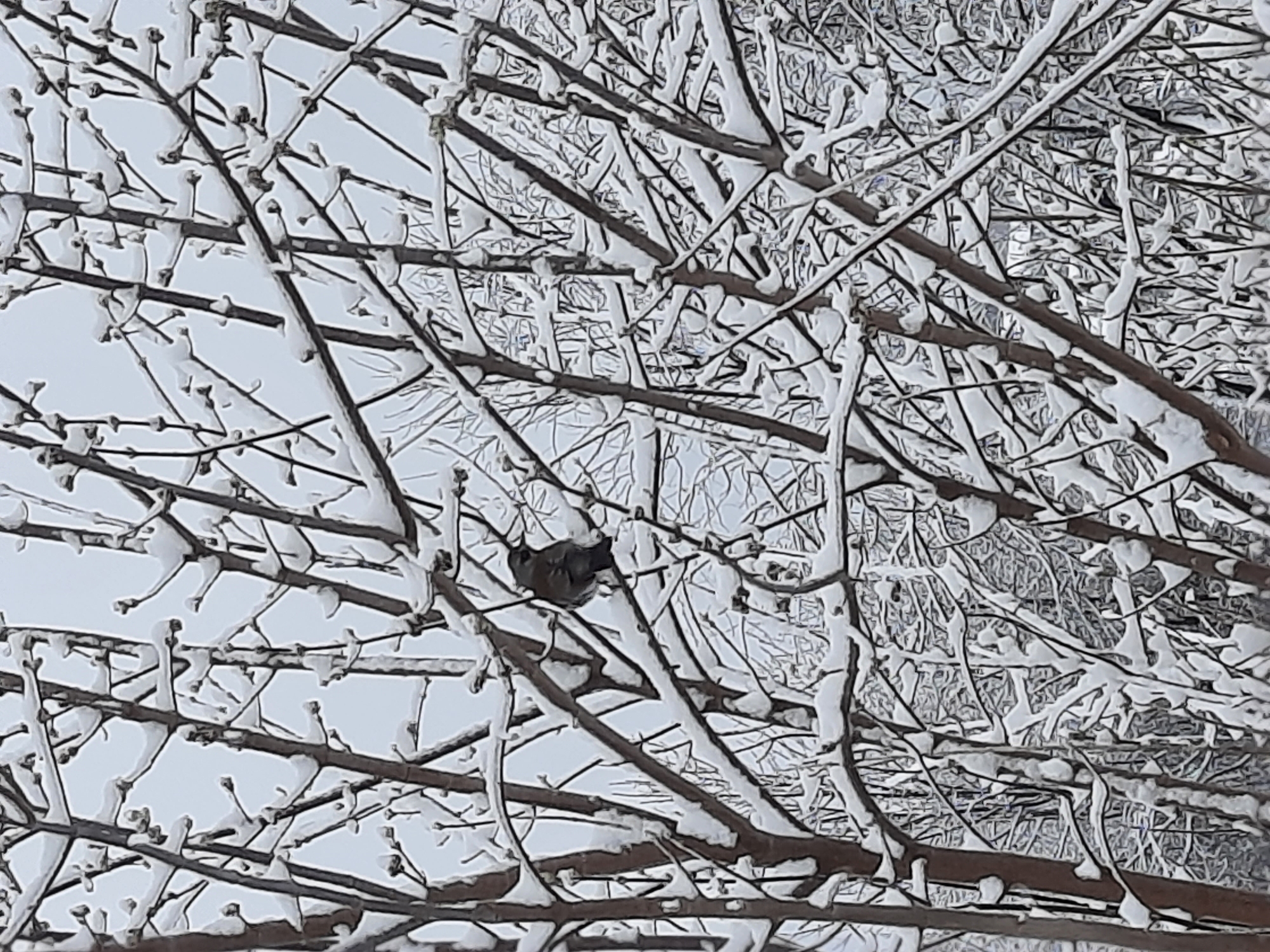 The image depicts bare tree branches covered in snow. Amidst the branches, a dark-colored bird is perched. The location is suggested to be Krasnogorskoye, Russia.