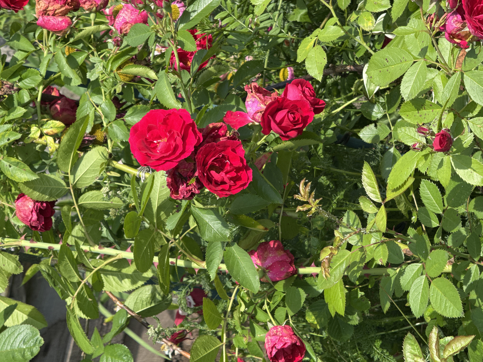 This is a close-up, eye-level, outdoor photograph of a rose bush in Вассята, Russia. The bush is laden with vibrant red roses, some in full bloom and others in bud. The leaves are a lush green, with some showing signs of browning and wilting. Thorny stems are visible throughout the bush. The lighting suggests a sunny day, with shadows cast by the foliage. The background is a blur of green foliage and indistinct wooden textures, possibly a fence or wall. There are no people or animals present in the image.