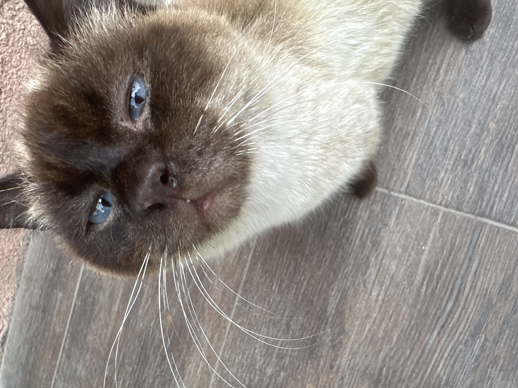A close-up shot captures the face of a Siamese cat with striking blue eyes. The cat's fur is a mix of dark brown on its face and ears, transitioning to a lighter cream color on its chest and body. Its whiskers are long and white, fanning out from its snout. The cat is looking upwards, with its mouth slightly open. The background is a wooden floor with visible grain patterns, suggesting an indoor setting, possibly a home. The image does not provide any information to suggest a location in Almaty, Kazakhstan, or any specific urban context.
