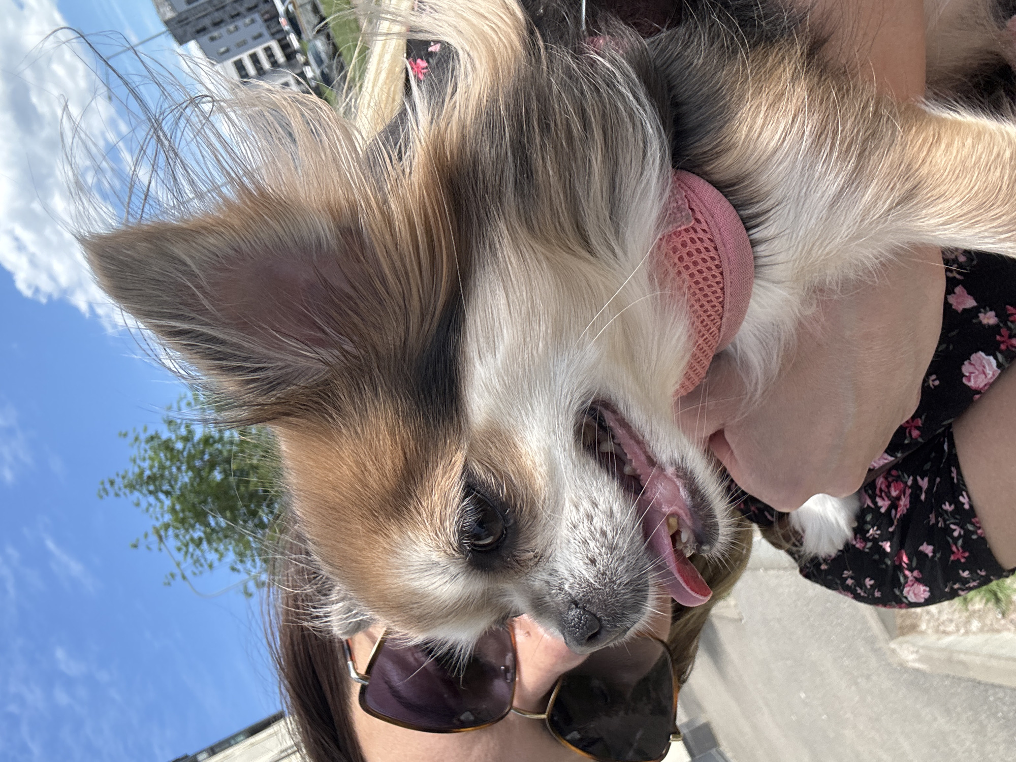 A close-up, outdoor, daylight portrait shows a person holding a long-haired chihuahua. The dog's head is to the right of the frame, with its mouth open and tongue extended. The dog is wearing a pink mesh collar. The person is wearing sunglasses and a black dress with a floral pattern. The background includes a blue sky with some clouds, a tree, and a building. The scene is likely in a park or urban area.