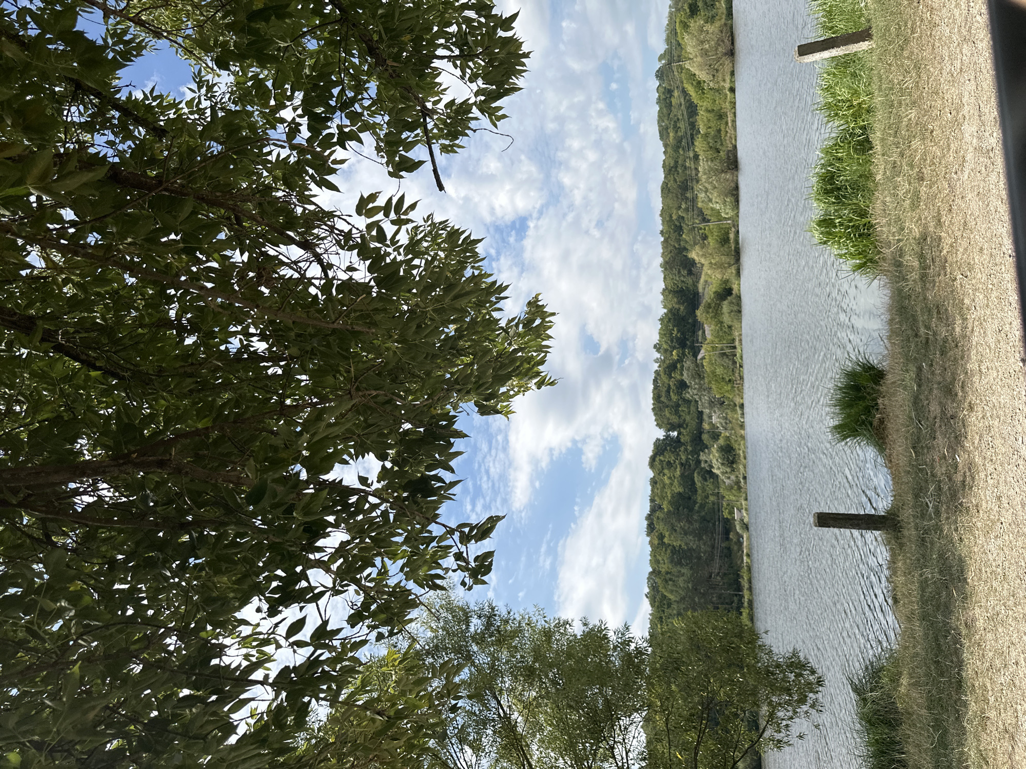 An outdoor, natural landscape photograph depicts a tranquil lake scene framed by the branches of lush green trees. The foreground consists of dry, light-colored grass and a path or ground cover, with a wooden post partially visible on the right. The lake occupies the midground, its surface rippled by a gentle breeze. In the background, a dense, verdant forest covers rolling hills under a bright blue sky dotted with fluffy white clouds. Power lines are subtly visible stretching across the distant treeline, suggesting proximity to a populated area or infrastructure. The scene is set in the city of Makiv, Ukraine, offering a peaceful view of the natural environment.