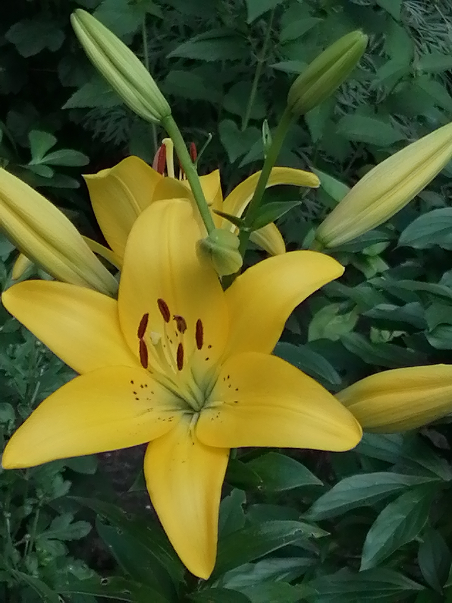 This media file is a close-up photograph of a vibrant yellow lily in bloom, set against a backdrop of lush green foliage. The lily is the central subject, with its large, star-shaped petals fully unfurled, showcasing delicate brown speckles and dark red stamens tipped with pollen. Several lily buds, still green and closed, are visible in various stages of development around the main flower, hinting at a profusion of blooms. The surrounding leaves are a deep green, some appearing slightly wilting or damaged, adding a natural, unmanicured texture to the scene.
The lighting suggests it is daytime, likely outdoors in a garden or natural setting, given the presence of foliage and the natural light. There are no people visible in the image, and no text is present. The overall impression is one of natural beauty and the peak of the lily's flowering season. The focus is entirely on the botanical details of the flower and its immediate surroundings. The location context of Shadrinsk, Russia, suggests this image was captured during the warmer months when lilies are in season there. The image is framed to emphasize the texture and color of the lily and its buds.