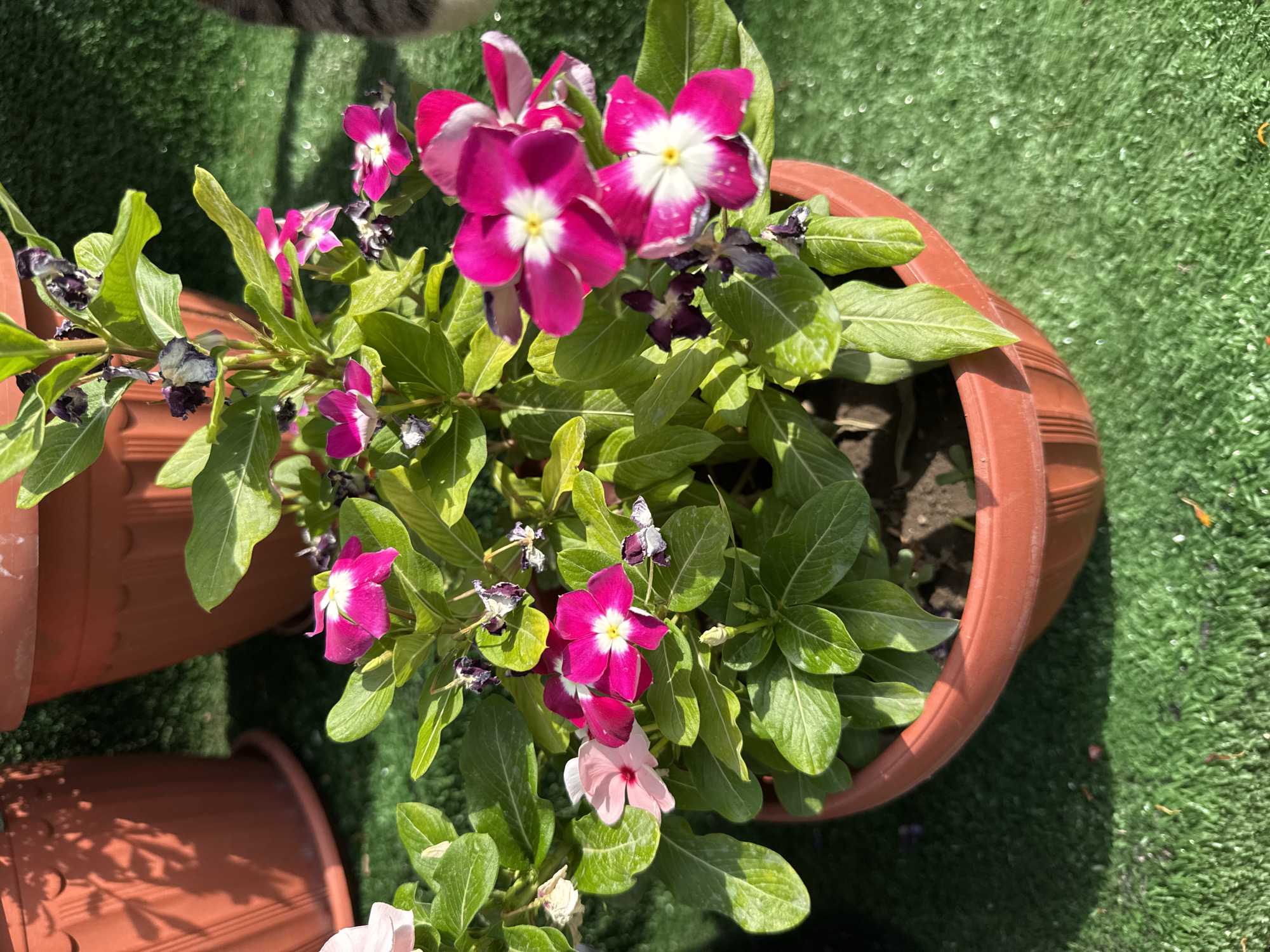 In Шонжы, Kazakhstan, a vibrant potted plant with bright pink and white flowers and green leaves sits on a bright green surface. The plant is in a reddish-brown plastic pot. The background shows more potted plants in similar terracotta-colored containers, casting shadows on the green surface. The lighting suggests it is daytime, likely outdoors. The scene is tranquil and domestic, focused entirely on the potted flora.