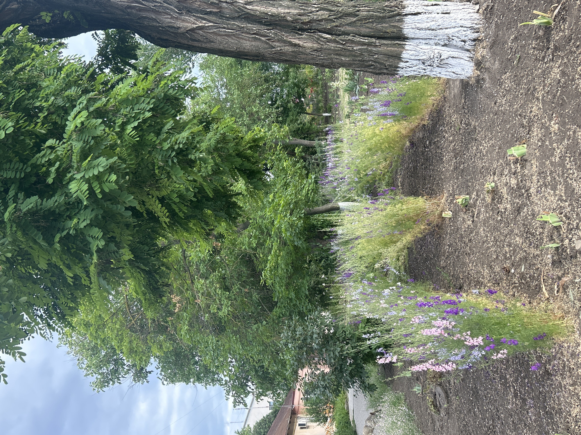 This is a medium-distance, eye-level, full-body shot of a garden in Ivanivka, Ukraine. In the foreground, a large tree trunk, painted white at its base, is on the right. In the center, a bed of purple and pink delphinium flowers stretches across the frame. Behind the flowers, a dense green canopy of trees dominates the scene, with a sliver of a cloudy sky visible above. To the left, a light-colored house with a brown roof is partially visible. The ground is covered in dark soil, with some scattered mulch. The scene is illuminated by natural, overcast light.