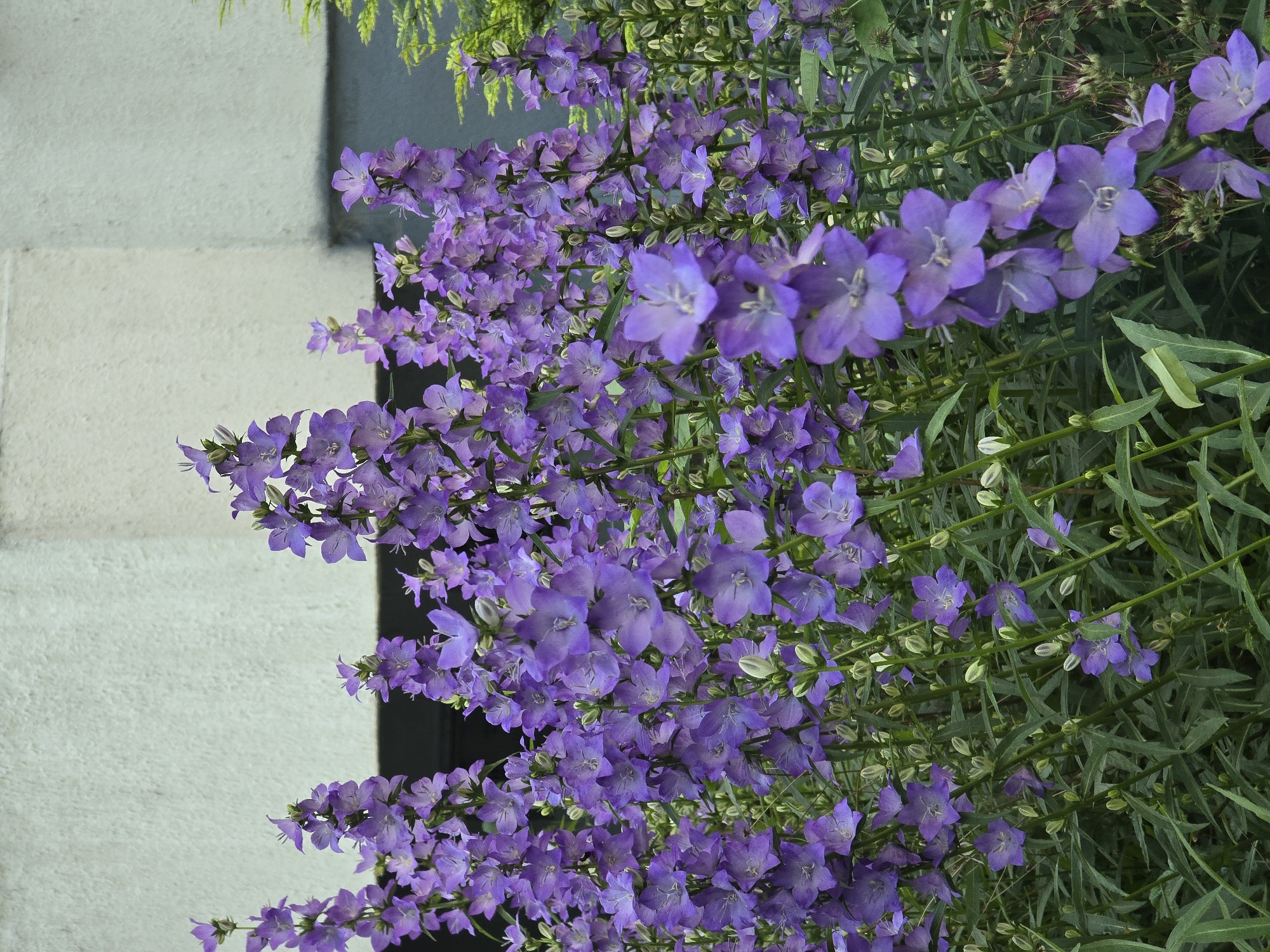 In an outdoor setting, a dense cluster of tall, purple bell-shaped flowers dominates the foreground. The flowers are arranged on thin, green stems, with a multitude of blooms creating a rich tapestry of color. In the background, a portion of a building is visible, with a textured, light-colored wall and a dark horizontal element, possibly a window or doorway. To the right, the branches of a conifer tree with bright green needles are visible. The scene appears to be a garden or a landscaped area in front of a building.