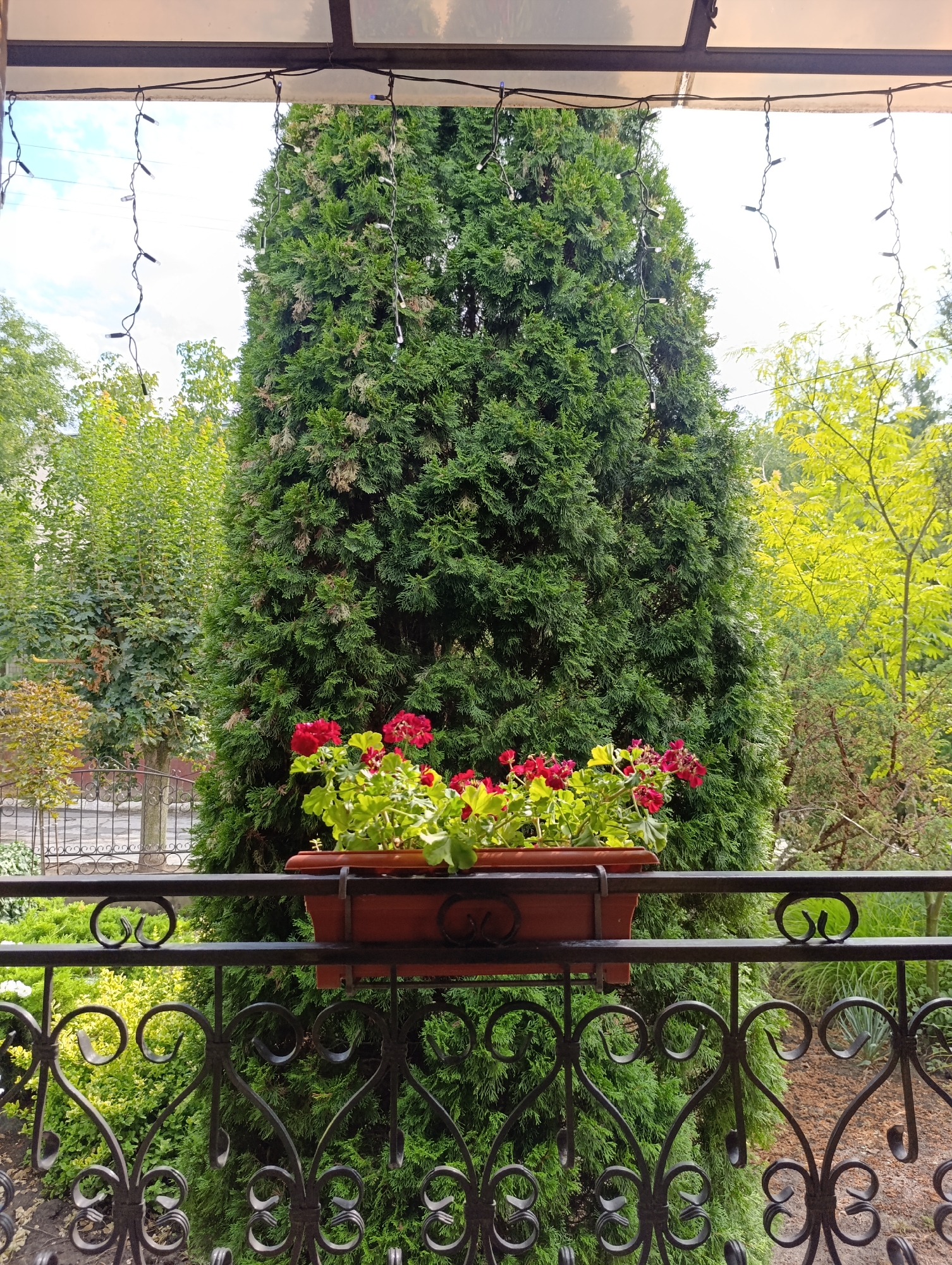 An eye-level, full shot captures an outdoor scene from a balcony, looking towards a large, dense evergreen tree. The tree is positioned centrally and dominates the background. In the foreground, a dark metal railing with ornate scrollwork runs horizontally across the frame. Mounted on the railing is a rectangular, brown planter box filled with vibrant red flowers and green foliage. Above the tree, a translucent canopy is visible, from which strings of small, white fairy lights are suspended, with some lights illuminated. The sky above is a pale blue with scattered white clouds. To the left and right of the central evergreen, other trees and greenery are visible, some with bright yellow-green leaves, suggesting a natural outdoor setting. The ground below the railing is indistinct but appears to be a mix of soil and mulch. The scene is well-lit, likely by daylight, and the image quality is clear. There are no people or animals present in the frame.