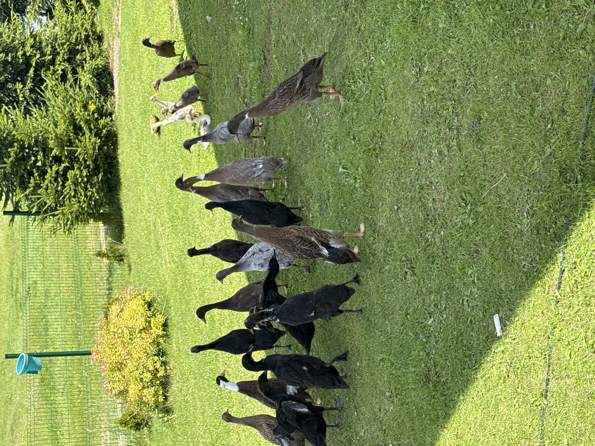 A flock of Indian Runner ducks is gathered on a grassy area in Galinė, Lithuania, near a green wire fence and several evergreen trees. A bush with yellow foliage and small pink flowers is positioned in front of the fence. A light blue bucket is attached to a green post near the bush. The ducks, varying in color from black to brown and grey, are standing and walking on the grass. Some are facing the camera, while others are looking away. The sun casts shadows across the grass, indicating a bright, daytime scene.