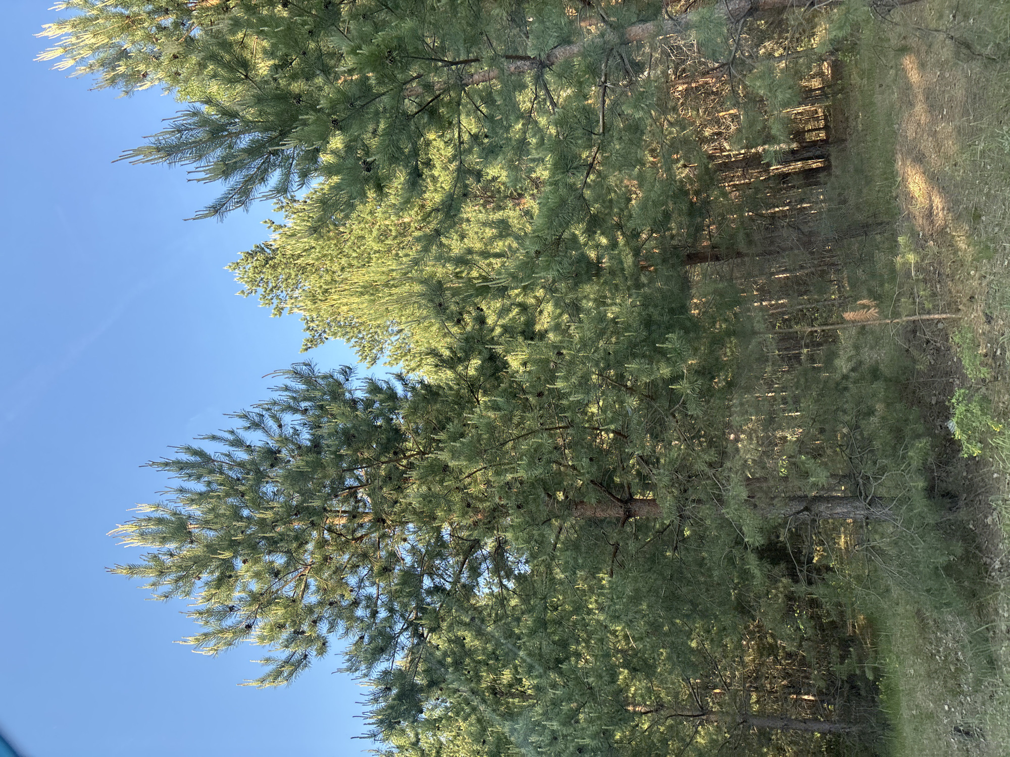 The image depicts a forest or wooded area, with tall trees and dense foliage. The sky is visible through the trees, and the sunlight filters through the leaves, creating a dappled effect on the ground. The trees appear to be pine trees, based on the needle-like leaves. The location is likely in or near the city of Chaikovsky, Russia. No people or animals are visible in the image.