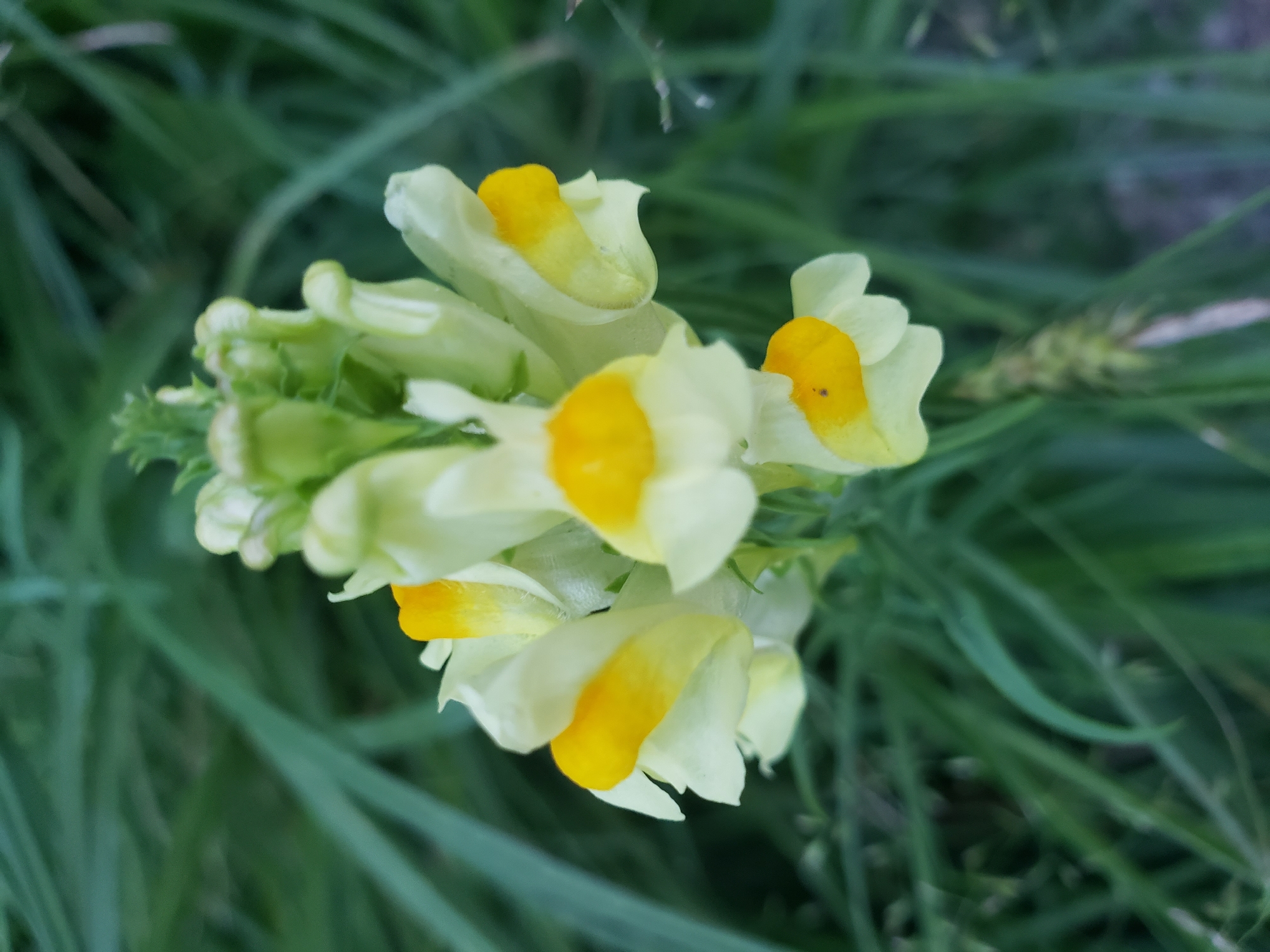 A close-up shot focuses on a cluster of small, pale yellow flowers with bright yellow centers, set against a blurred background of green foliage. The flowers have a distinct, lipped shape, with delicate petals. The overall impression is one of natural beauty, with the soft lighting and shallow depth of field emphasizing the floral subject. No people or man-made structures are visible, suggesting a natural or park-like setting. The location of this scene within Nizhny Novgorod, Russia, cannot be determined from the visual information provided.