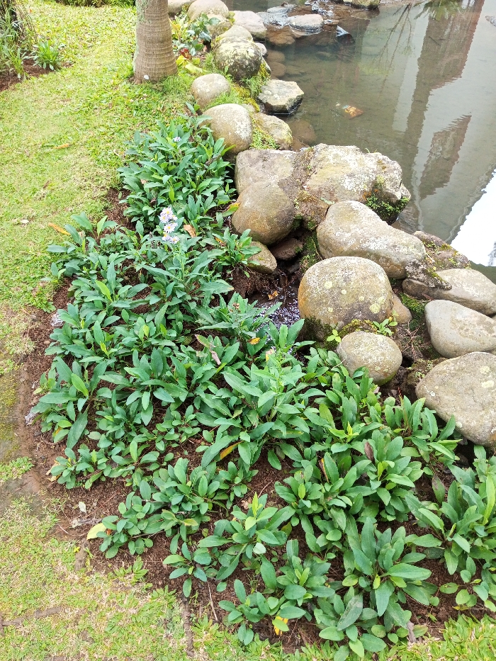 The scene depicts an outdoor landscaped area in the city of Orehat, India. The foreground and left side are covered with green grass. A dense bed of low-growing green plants with broad, oval leaves occupies the central and lower portions of the image, with bare soil visible between some plants. A few small white or pale lavender flowers are interspersed among the foliage in the upper-middle of the plant bed. To the right, a natural border of multiple rounded, grey-brown rocks separates the plants from a body of still water. Several rocks show visible patches of green moss or lichen. The water's surface reflects an off-white structure displaying vertical lines, indicative of an adjacent building. A textured, light brown tree trunk is partially visible in the upper-left corner of the frame. No individuals or animals are present in the scene.