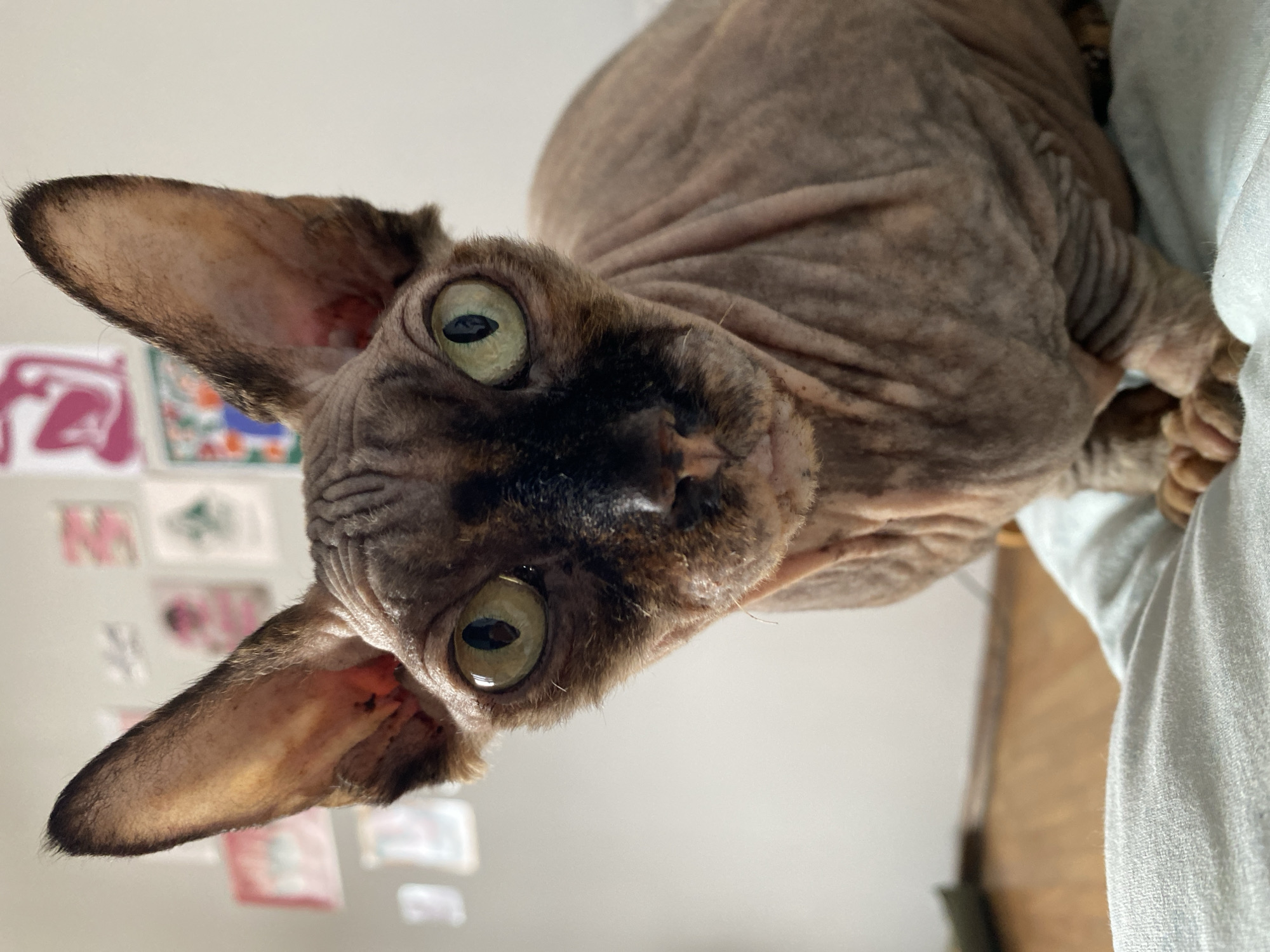 A Sphinx cat with large ears and greenish-yellow eyes is looking directly at the camera. The cat has wrinkled skin with tabby markings on its face and ears. It is sitting on a light blue, textured fabric. In the background, a light-colored wall is visible with several small, abstract art prints. The floor in the background is made of wooden planks. The scene appears to be indoors, likely in a residential setting, with no specific landmarks indicating a location in Batumi, Georgia.