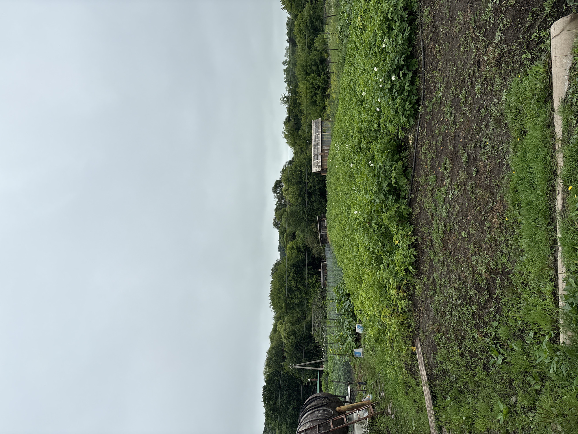 The image depicts a rural scene with a large field of green plants, possibly potatoes, in the foreground and middle ground. There are some white flowers visible among the plants. In the background, there is a dense line of trees and a small wooden structure. To the left, a large metal barrel with a ladder leaning against it is visible, suggesting agricultural activity or storage. The sky is overcast and cloudy. The scene appears to be an agricultural plot or garden in Altynovka, Russia, likely during the daytime. There are no people or animals visible in the image.