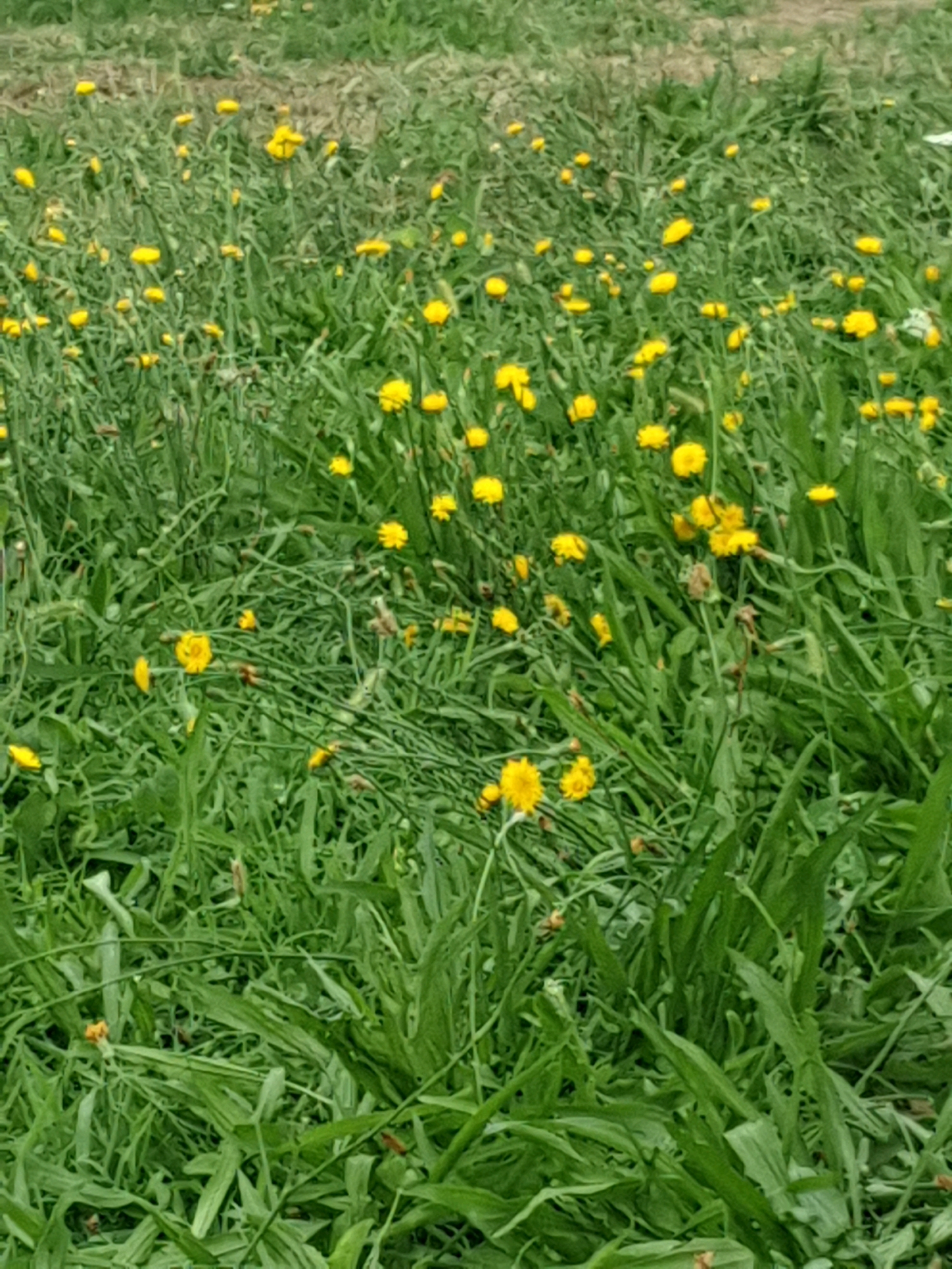 A field of dandelions and green grass is depicted in a low-angle, full shot. The dandelions are scattered throughout the field, with their yellow petals facing upward. Some of the dandelions are in full bloom, while others are still developing. The grass is green and lush, with some blades of grass appearing taller than others. The background of the image is blurred, but it appears to be a continuation of the field. The scene is natural and peaceful. The image does not depict any people or human activity.