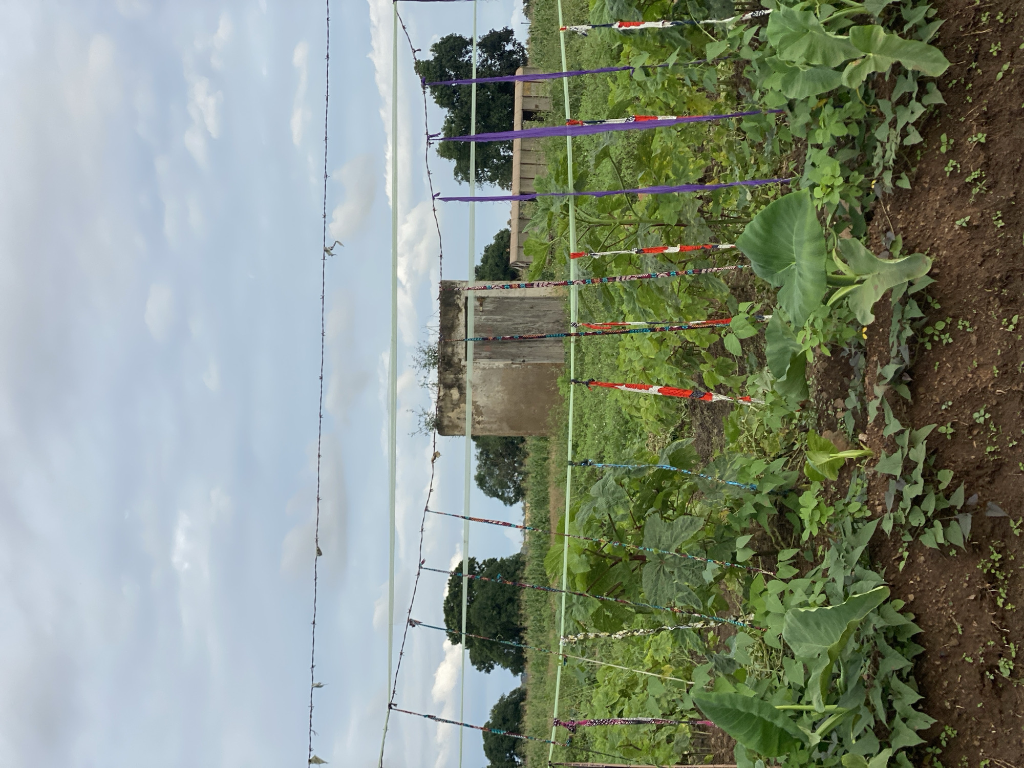 The image depicts a rural agricultural field with a variety of crops. In the foreground, lush green plants, including large-leafed taro or elephant ear plants, are visible. The soil is dark brown and appears well-tilled. Behind the foreground plants, a fence made of wire and colorful streamers or fabric strips demarcates an area. This fence supports a horizontal line and is held up by posts decorated with patterned fabric. In the mid-ground, more vegetation grows, with some plants appearing to be supported by the fence structure. In the background, a weathered, small concrete structure, possibly a shed or outbuilding, stands amidst greenery. Further in the distance, several large trees are visible, and beyond them, more agricultural fields, possibly with taller crops like corn, stretch towards the horizon. The sky is overcast with scattered clouds, suggesting a mild or possibly humid climate. The overall impression is one of a cultivated agricultural area in a rural setting, likely in the city of Maigizo, Nigeria. There are no people visible in the image.