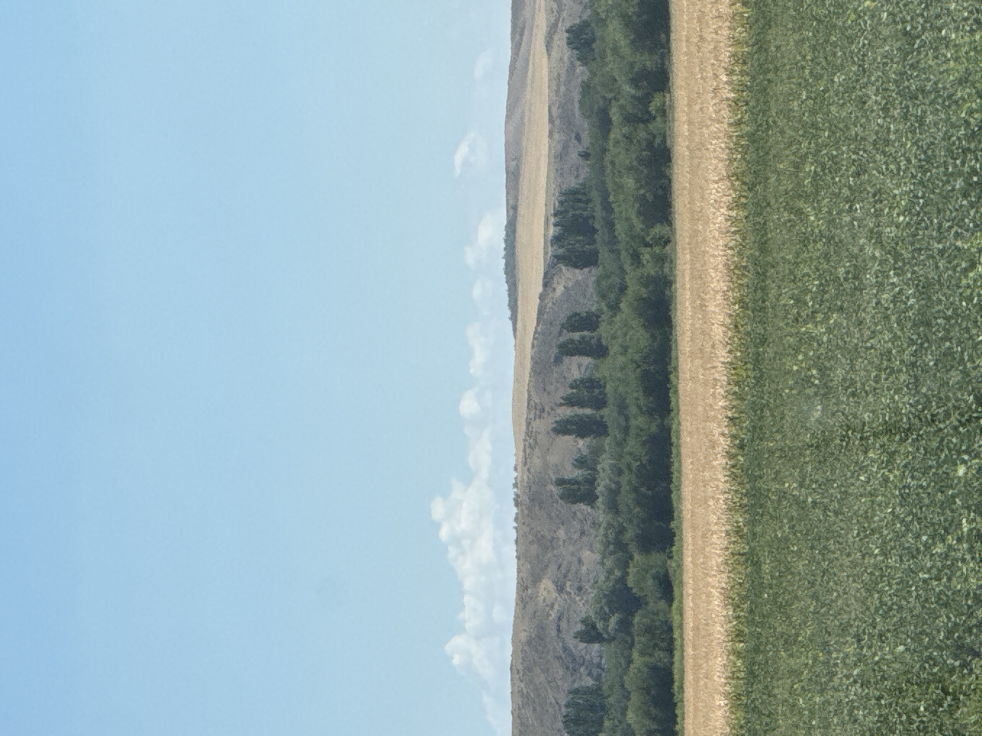 A wide shot shows a rural landscape in the city of Qoilyq, Kazakhstan, under a clear blue sky. The foreground is dominated by two agricultural fields. The closest field, in the lower half of the image, is a dense green crop, likely soybeans or a similar low-lying plant. Behind this, a band of lighter colored crop, appearing to be golden wheat or barley, stretches across the middle of the frame.
Beyond the fields, a line of tall, dark green trees forms a natural barrier. Behind the trees, a sloping hillside rises, covered in dry, brown vegetation and some scattered dark patches that might be shrubs or rocks. The top of the hill is a flat, undulating ridge. A few wispy white clouds are visible against the blue sky, near the top of the hillside. No people or animals are present in the scene. The overall impression is one of agricultural land in a dry, sunny climate.