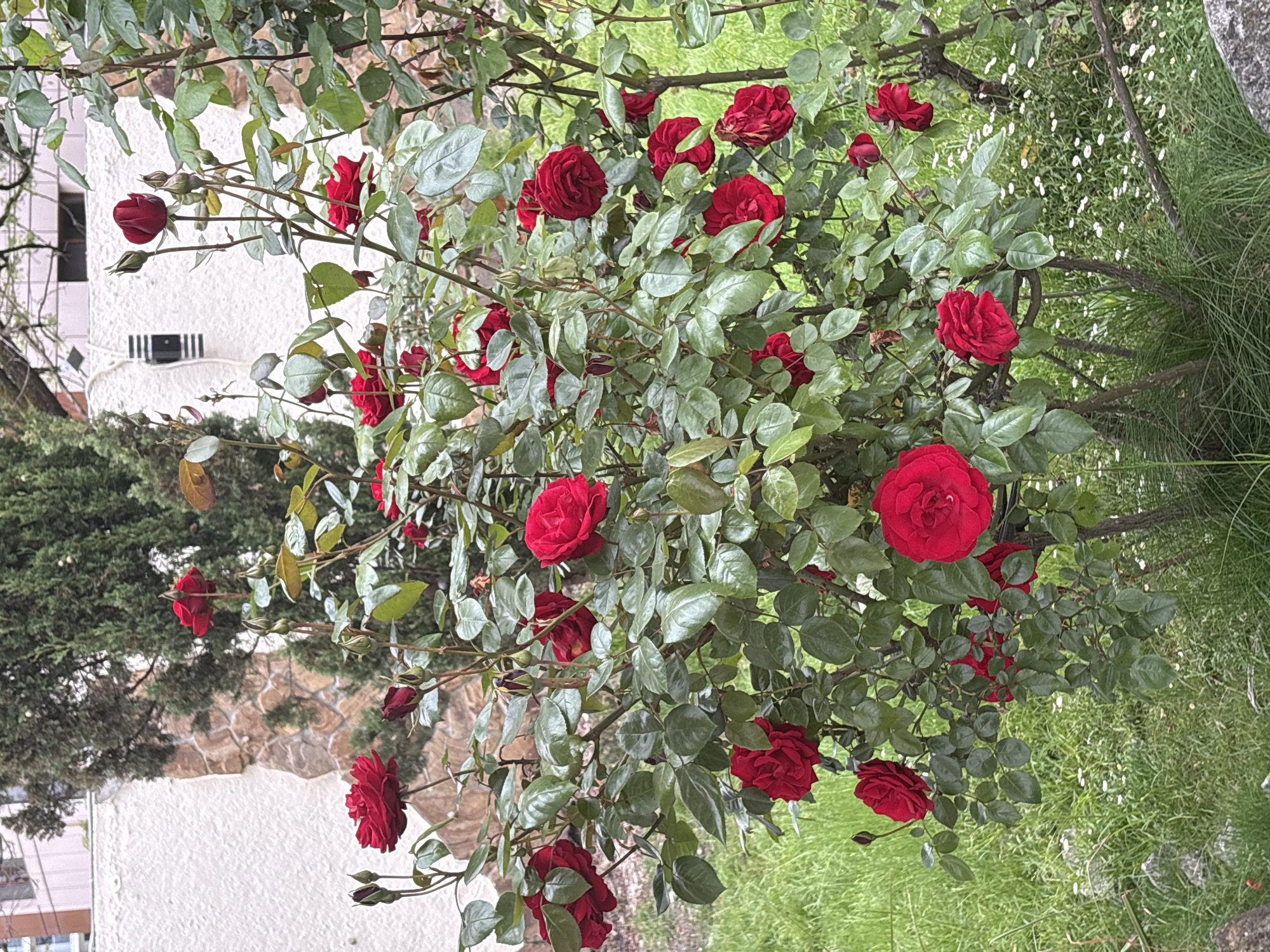 A lush rose bush with numerous vibrant red roses dominates the scene, its branches intertwined with glossy green leaves. The bush is situated outdoors, partially adjacent to a grassy area dotted with small white flowers. In the background, a building with a white exterior and a distinct facade with a stone-like texture is visible, along with a dense coniferous tree to its left. The image suggests an outdoor setting, possibly in a garden or park, where rose bushes thrive.