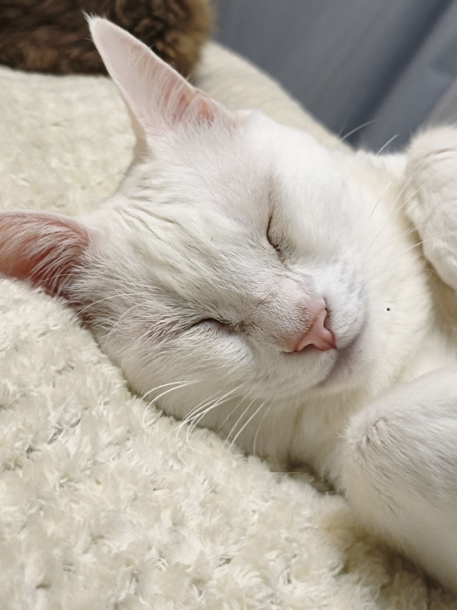 A close-up photograph shows a sleeping, white cat with pink ears and nose, resting on a fluffy, off-white blanket. The cat's eyes are closed, and its paws are tucked near its face. A small dark spot is visible on the cat's fur near its nose. A portion of a brown object is visible in the upper left corner. The background appears to be a blurry, neutral tone. The location in the city of Sevastopol, Ukraine is unknown.