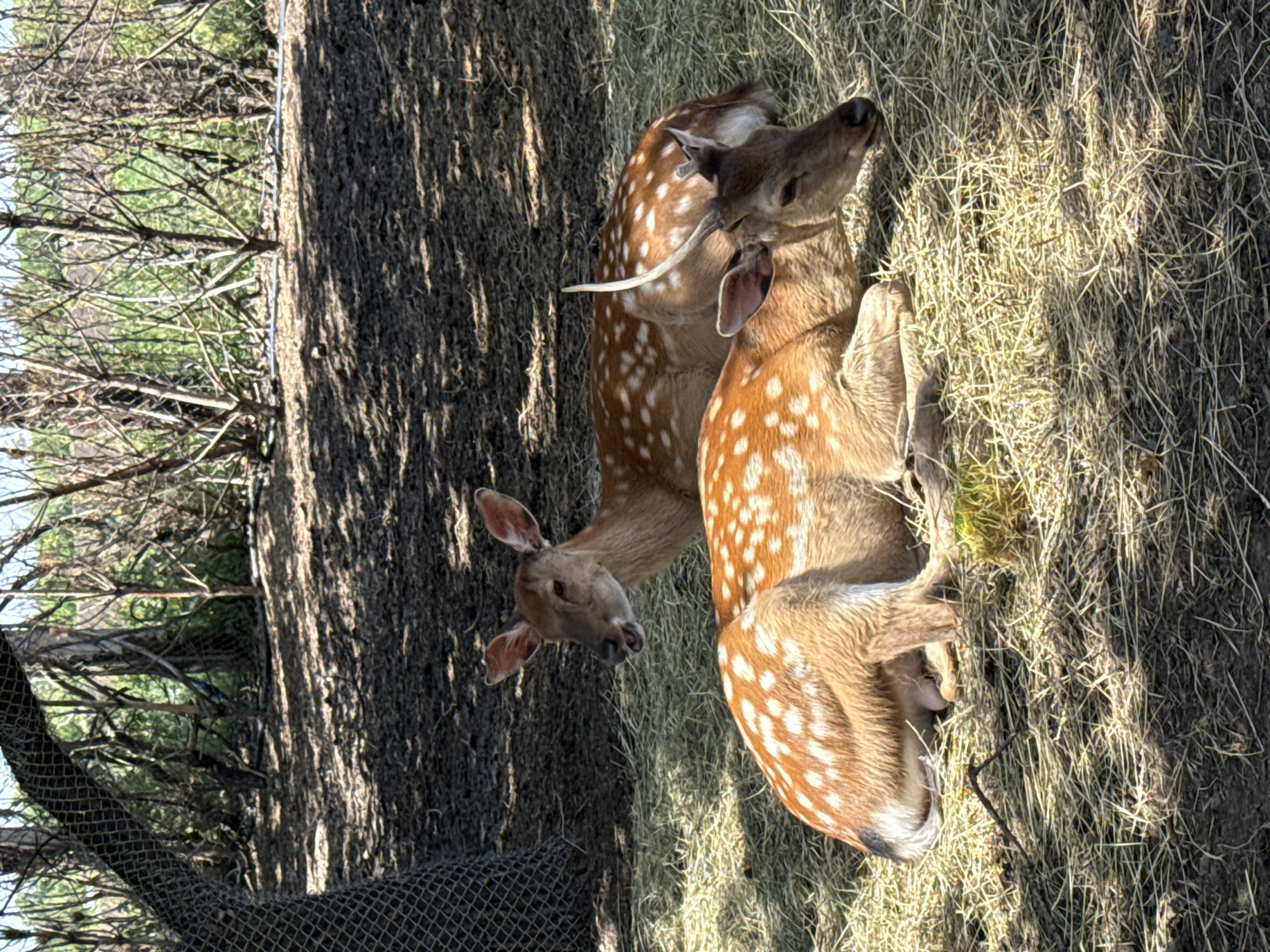 Two spotted deer are resting on dry straw or grass under direct sunlight. One deer, with prominent white spots on its lighter brown fur, is positioned on the right side of the frame, lying down and facing towards the top right. The second deer, slightly behind and to the left of the first, has a darker brown coat with less distinct spots and small, likely velvet-covered, antlers or nubs. This deer is also lying down, with its head turned towards the right. A small, unreadable tag is visible on its left ear.
The ground is covered with a mixture of dry, light-colored grass or hay and darker patches of earth, strongly illuminated by the sun, which creates distinct shadows from the deer and nearby trees. In the background, to the left of the deer, stands a large tree with dark, textured bark and mostly bare branches, indicating a colder season or a deciduous species. Further behind are more bare branches and hints of green foliage. A dark, coarse mesh fence or netting is visible in the lower left foreground, partially obscuring the view. The scene suggests a peaceful, sunny day in an outdoor enclosure or natural habitat in Shakhty, Russia.