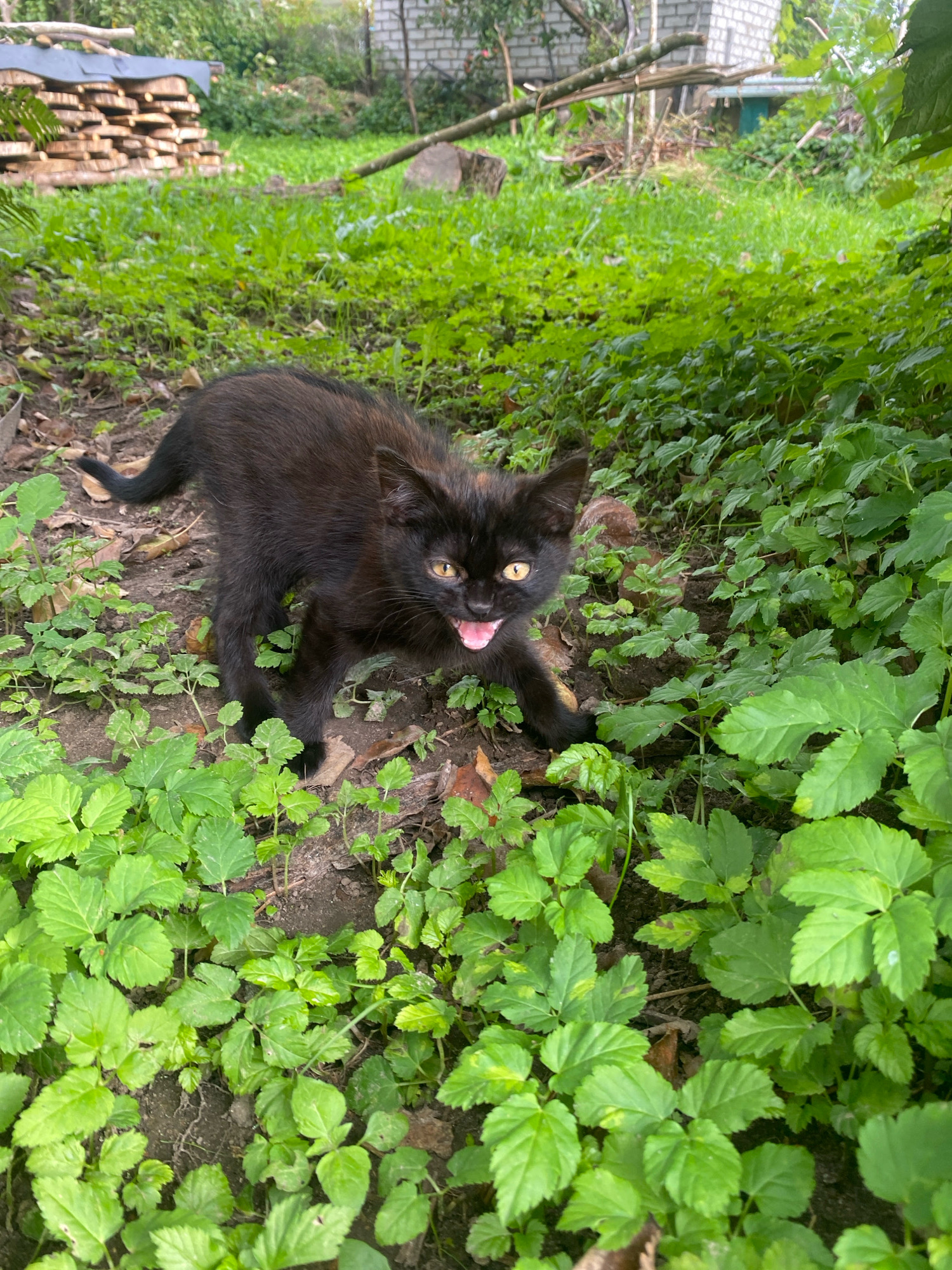 A small, black kitten with yellow eyes and an open mouth is standing amidst green vegetation. The kitten is in the foreground of the image, facing the camera. Its body is slightly hunched, and its tail is curled. The background shows a pile of cut wood on the left, a brick building on the right, and trees and more greenery. The scene appears to be an outdoor, rural setting.