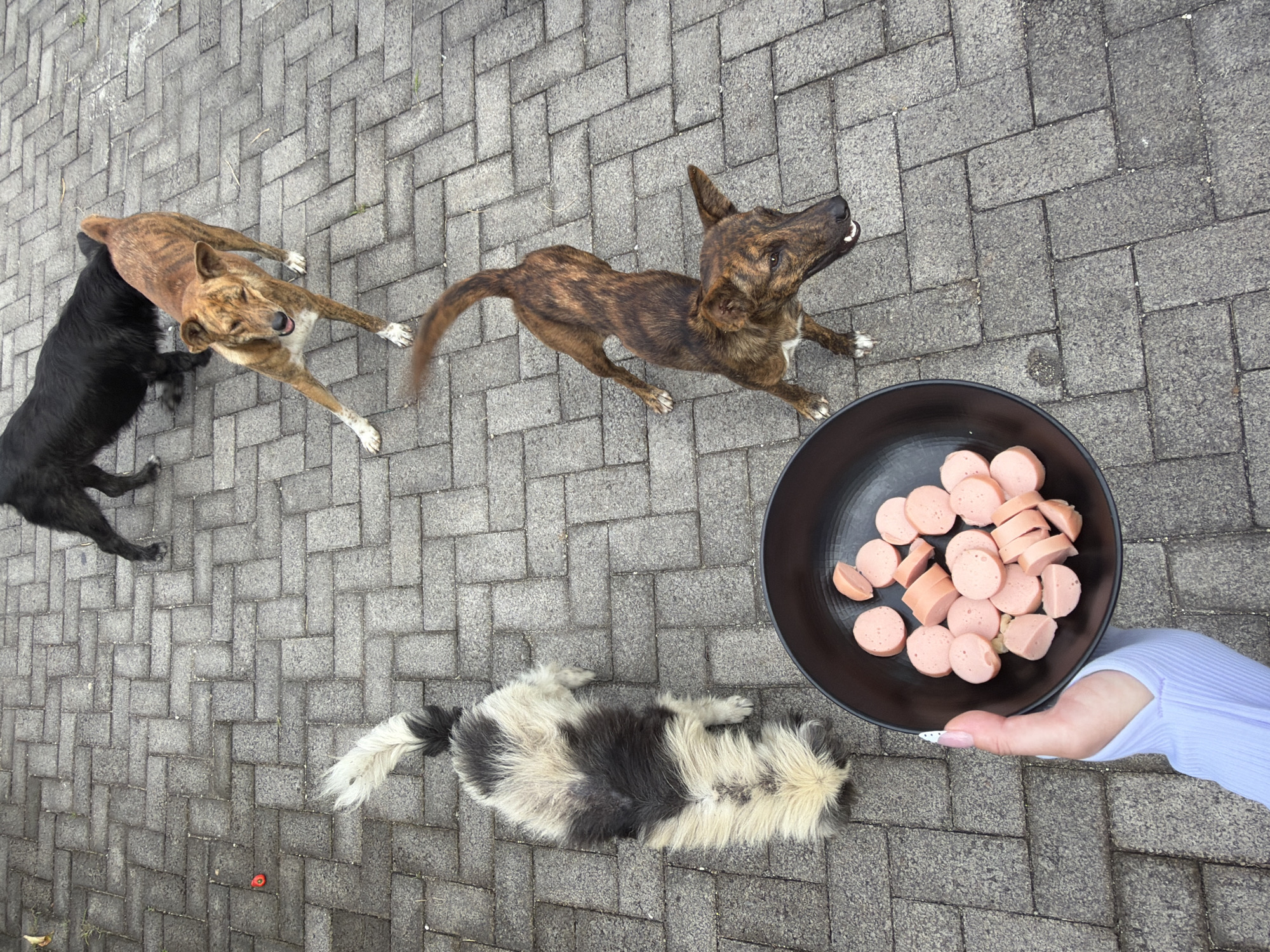 The image depicts an outdoor scene in Kuta Selatan, Indonesia. The ground is covered with gray interlocking pavers. Four dogs of varying breeds and colors are present. One dog is lying down, black and white. Another dog is mostly black with some brown. A third dog is brindle-colored, and another is a darker brindle. A hand, likely belonging to a human, holds a black bowl filled with sliced sausages. The dogs appear to be anticipating food.