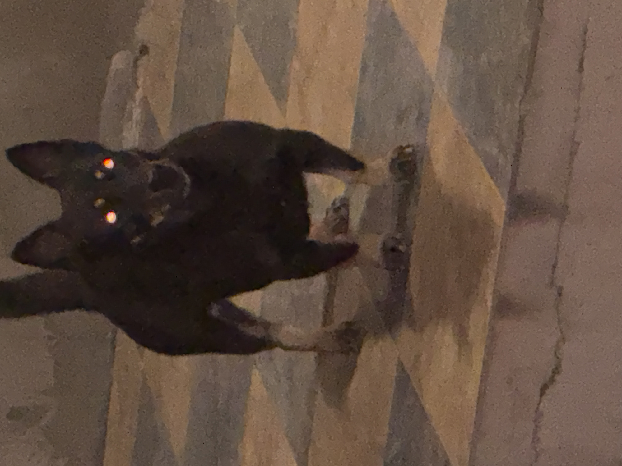 A medium shot photograph captures a dark-colored dog standing on a checkered tiled surface. The dog is facing the camera, and its eyes exhibit an eerie red glow, suggesting a flash or low-light condition. The background appears to be a concrete wall, also in a state of disrepair. The overall lighting is dim, contributing to the somewhat ominous atmosphere of the scene. The image does not provide any specific context about its location within Bohunove, Ukraine, or any actions or interactions.