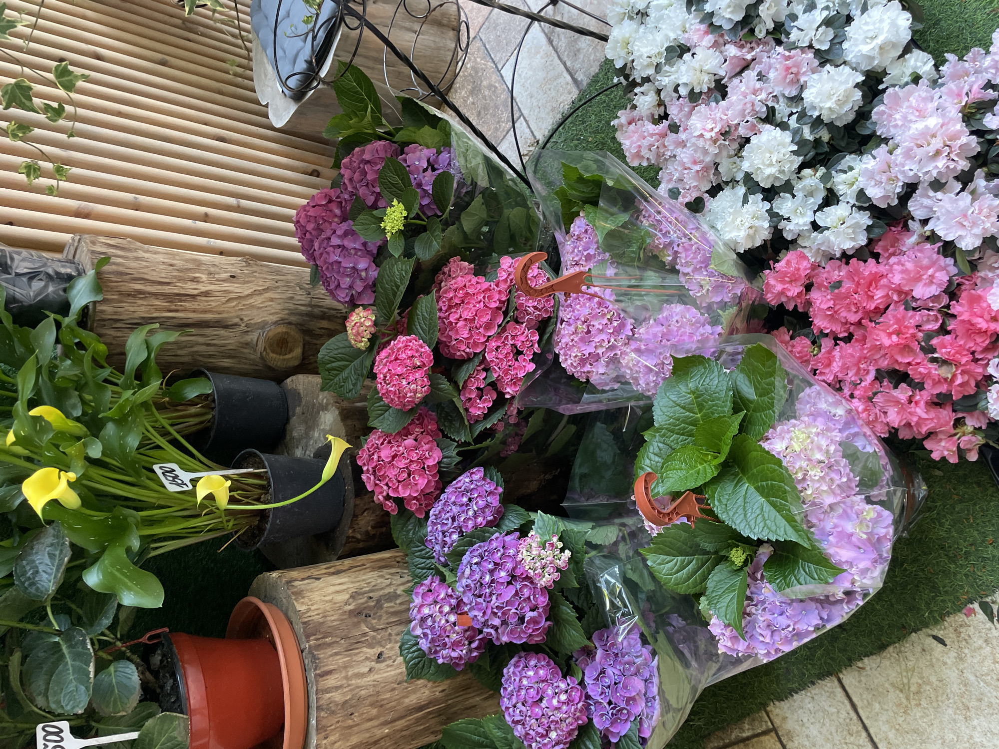 This image depicts a vibrant display of flowers for sale, likely at an outdoor market or flower shop in Sochi, Russia. The scene is dominated by an assortment of hydrangeas in various shades of purple, pink, and white, along with bright yellow calla lilies. The flowers are arranged in bouquets and potted plants, some wrapped in clear plastic. They are displayed against a backdrop of natural materials, including wooden logs and a slatted wooden wall, which suggests a rustic or garden-like setting. The ground is covered with artificial grass and patterned tiles.
Notable details include price tags on some of the potted plants, one of which clearly shows "¥500" in black lettering. The lighting suggests it is daytime, possibly a sunny day given the bright colors of the flowers. There are no people visible in the frame, focusing the attention entirely on the floral offerings. The overall impression is one of abundance and freshness, with the diverse colors and textures of the flowers creating a visually appealing composition. The arrangement suggests a commercial setting where plants are being prepared for sale or displayed to customers.