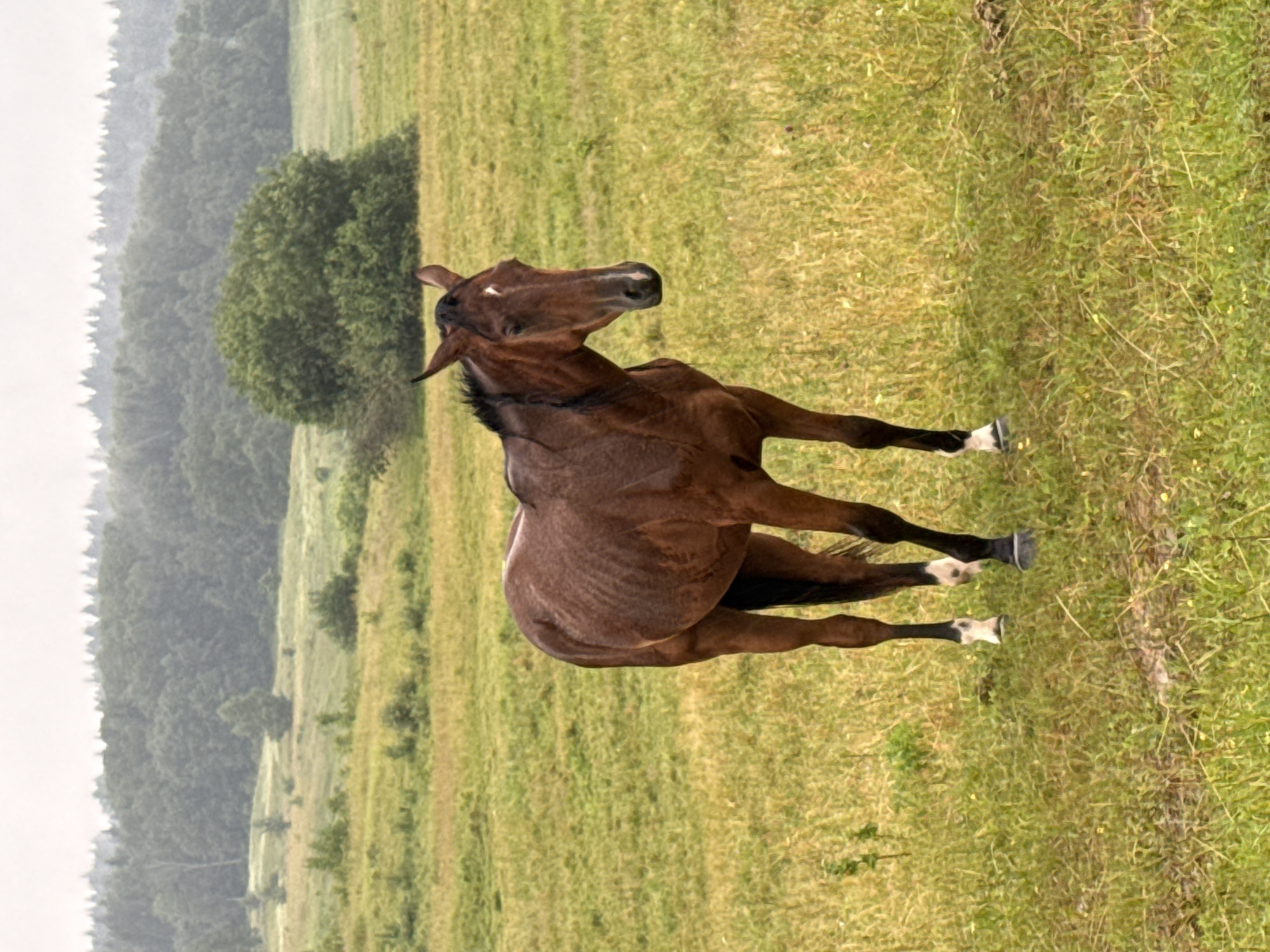 A brown horse stands in a grassy field. The horse is facing towards the right of the frame, with its head turned towards the viewer. It has a white blaze on its forehead and white socks on its hind legs. The field is covered in green and yellow grass, with some scattered wildflowers. In the background, there is a dense forest with a line of trees stretching across the horizon. The sky is overcast and appears to be raining lightly. The scene is set in the city of Galinė, Lithuania.