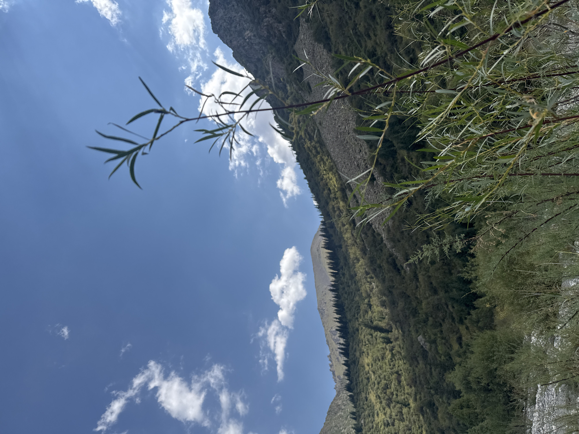 The image depicts a mountainous landscape under a bright blue sky with scattered white clouds. In the foreground, several thin, leafy branches of a plant are in focus, obscuring the view of the middle ground and background to some extent. The middle ground features a steep, green, and sparsely treed mountainside. Towards the top of this slope, a line of dark evergreen trees is visible. Further back, another mountain peak rises, its upper slopes appearing rocky and bare. The bottom left of the image shows a patch of gray, stony ground, likely a riverbed or dry creek. The scene is devoid of people or any signs of human activity, suggesting a natural, wild environment. The lighting indicates it is daytime, likely late morning or early afternoon.