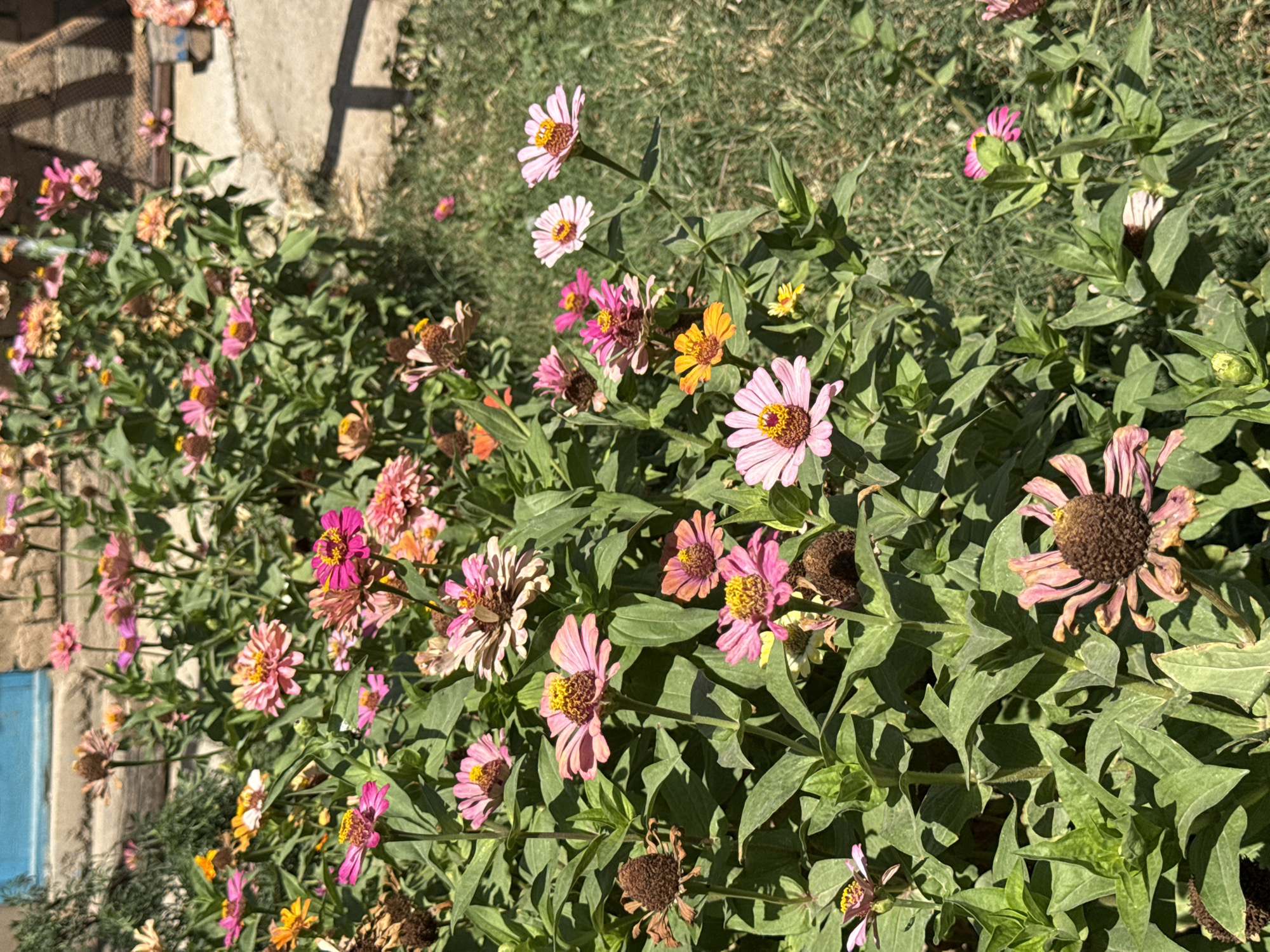 A patch of colorful zinnias blooms in front of a brick wall and a blue door. The flowers are in various stages of bloom, with some fully open and others still budding. The petals range in color from pink and fuchsia to orange and yellow. The plants are densely packed, with large green leaves providing a backdrop for the vibrant flowers. The ground is covered in green grass, and a concrete path is visible to the right of the flowers. The scene appears to be outdoors, possibly in a garden or yard.
