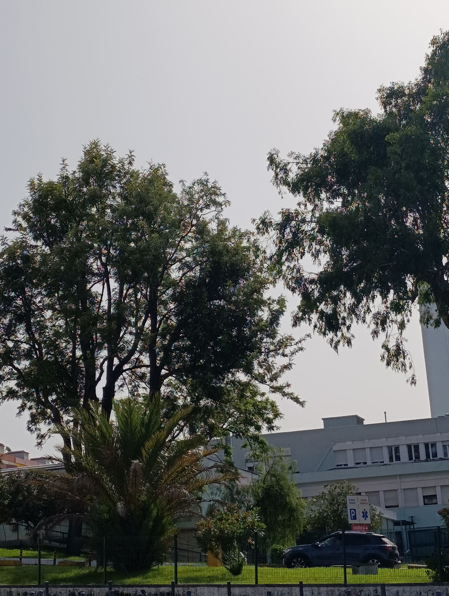 The image shows an outdoor scene with a large, modern building in the background, likely a hospital given the signage for "URGÊNCIA" (Emergency) and a blue "P" for parking. The building is light gray with multiple windows and appears to have a tall white structure, possibly a chimney or part of the building, to its right. In the foreground, there are several trees, including a large, leafy tree on the left and another on the right with branches extending downwards. A palm tree is situated in front of the building, and lush green grass covers the ground. A dark-colored SUV is parked on the right side of the image, near the entrance to the building. A metal fence runs across the foreground. The sky is overcast and light-colored. The scene is likely located in Setúbal, Portugal, as indicated by the Portuguese signage.