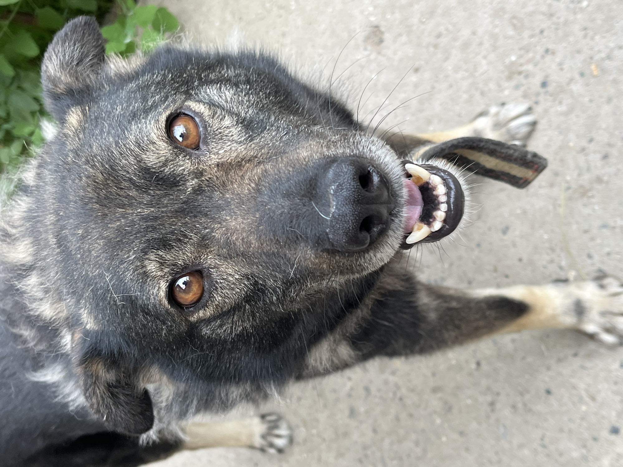 A close-up, eye-level shot shows a medium-sized dog with dark and tan fur looking directly into the camera. The dog's mouth is open, revealing its tongue and teeth, and it appears to be panting or smiling. The dog is wearing a dark collar with a striped pattern. The background consists of a concrete surface and blurred green foliage. The image was taken outdoors, likely in a residential area of Krasnyye Barrikady, Russia.