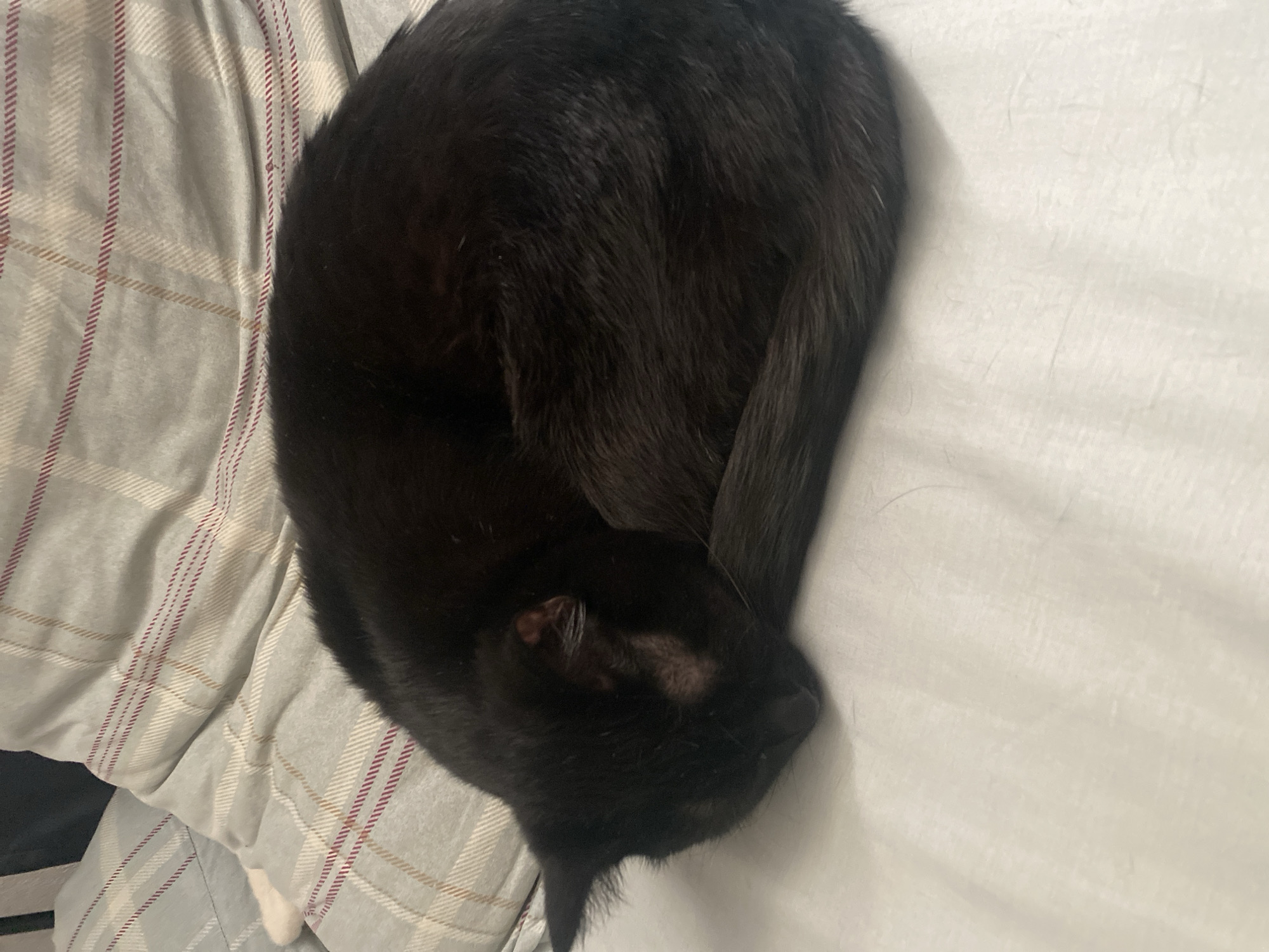 A black cat is curled up on a bed. The bed has a white sheet on the right and a gray, plaid sheet on the left. The cat's head is near the bottom of the image, and its tail is curled around its body. The cat appears to be sleeping. The location is not discernible from the image. There is no evidence to suggest the location is Izhevsk, Russia.