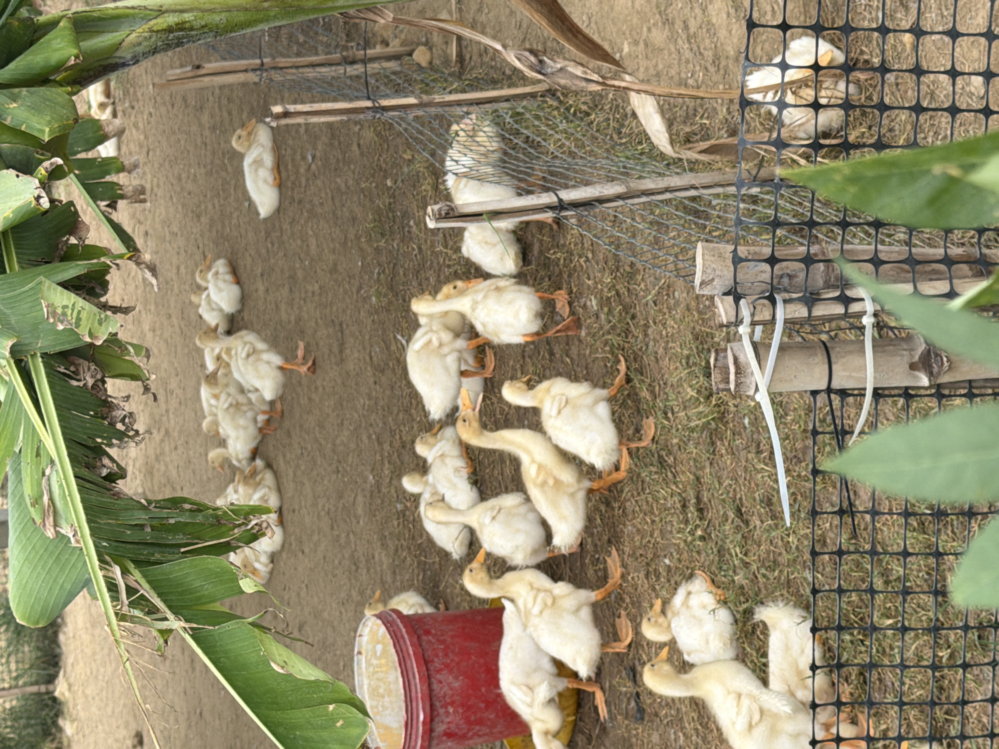 The image depicts a group of young ducks, mostly light yellow and white, in an outdoor enclosure. The ground is a mix of dirt and sparse grass. There's a large red bucket to the left, and a fence made of bamboo and wire mesh to the right. In the background, more ducks can be seen scattered across the dirt. The enclosure appears to be within a rural setting, possibly a farm, given the presence of the ducks and the rustic fencing. The foliage of a banana plant hangs into the frame from the top left. The lighting suggests it is daytime. The scene shows a typical domestic animal enclosure in a naturalistic environment.