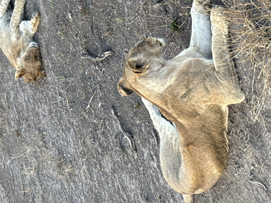 The image displays an adult lioness and a lion cub resting on dry ground in Sinoni, Tanzania. The adult lioness, light brown in color with a cream underside, occupies the foreground, lying on her left side with her head facing right and eyes closed or partially closed. Her front paws are extended, and her hind legs are bent. In the upper background, a smaller, lighter brown lion cub lies on its left side, facing left, with its head down, appearing to be asleep. The ground consists of dark, compacted soil interspersed with sparse patches of dry, light brown grass and a few scattered dark twigs. The scene is illuminated by natural light, indicating daytime.