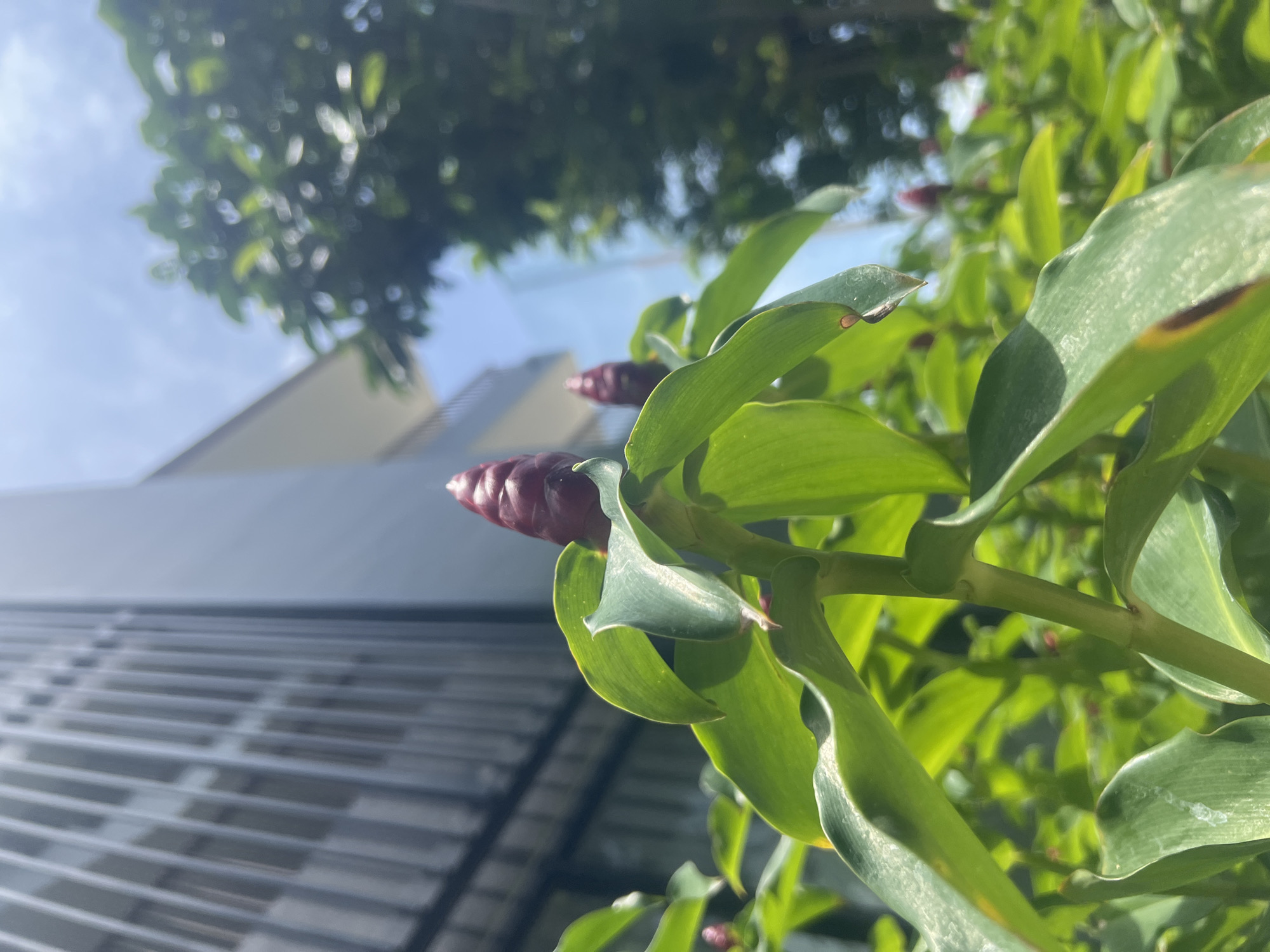 In Ko Samui District, Thailand, a close-up, low-angle shot captures a plant with vibrant green leaves and two prominent red, cone-shaped flowers in the foreground. The plant is situated in front of a modern building with a striped facade, visible in the upper left quadrant, and lush green trees under a bright blue sky with scattered clouds in the background. The sunlight creates highlights and shadows on the leaves, indicating a sunny day. The focus is sharp on the plant, with the background elements appearing slightly blurred due to the shallow depth of field. There are no people or animals present in the scene.