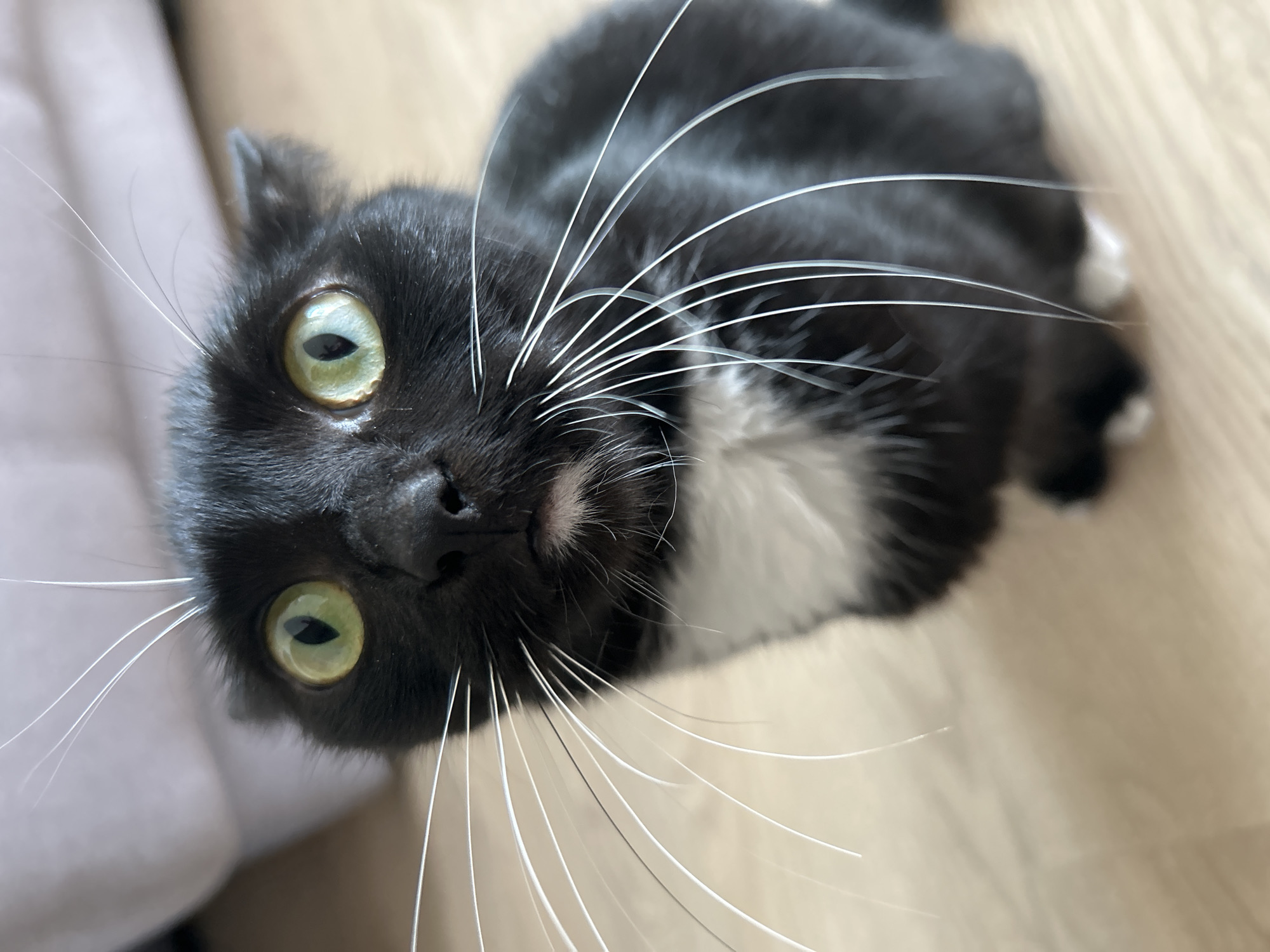 A black and white cat with large green eyes and long white whiskers sits on a light-colored wooden floor, looking directly at the camera. The cat has a patch of white fur on its chest and chin. In the background, a blurred light-colored object, possibly furniture, is visible. The scene is indoors and brightly lit. There is no discernible location in the city of Kiselyovsk, Russia, or any other identifiable geographical markers.
