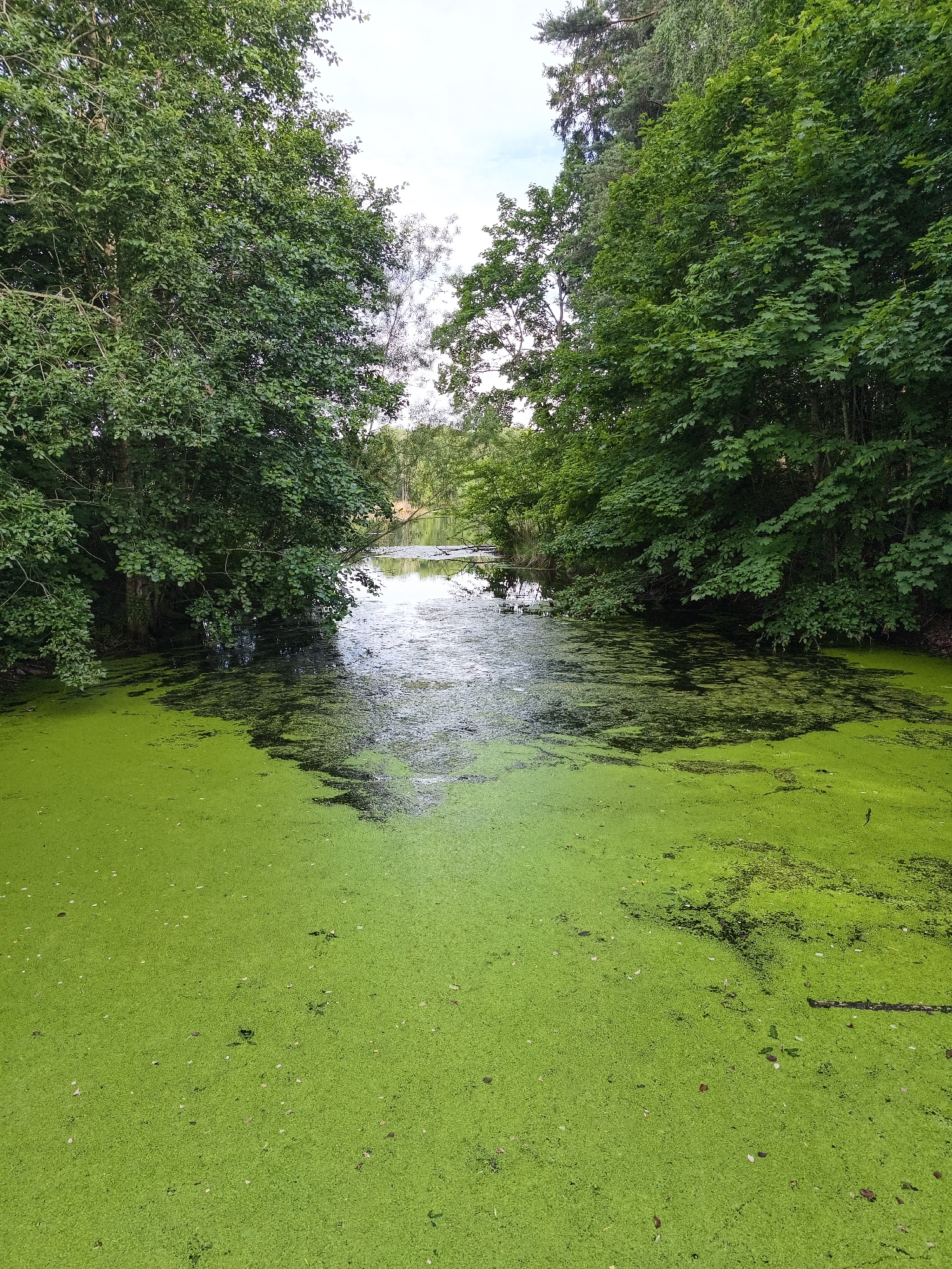 The image depicts a calm body of water heavily covered in bright green algae, likely duckweed, in Slaka, Sweden. Dense green foliage from mature trees frames the water on both sides, with some branches extending over the surface. The water itself is dark in areas where the algae is less concentrated, with reflections of the sky and surrounding trees visible. In the distance, the water opens up slightly, with a hint of land and more trees on the far bank. The sky is overcast with pale clouds. There are no people or animals visible in the scene.