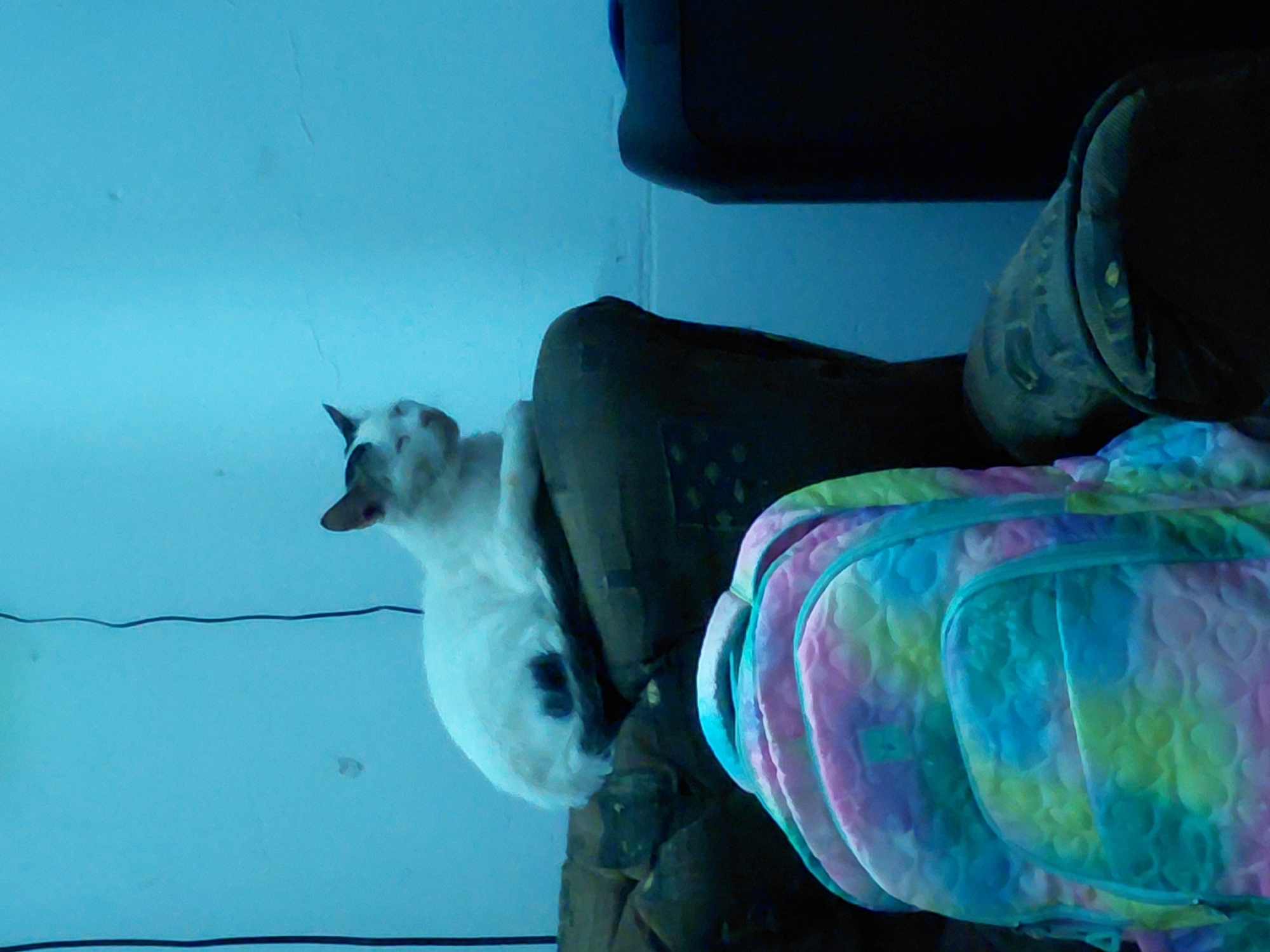 An indoor scene is depicted, with a white cat with dark markings resting on dark-colored furniture next to a colorful backpack. The image has a strong blue tint, suggesting specific lighting conditions or a camera filter.
The cat, primarily white with distinct black or dark brown patches on its head and side, is positioned on the left side of the frame. It appears to be lying down, with its head slightly raised and facing towards the right. Its ears are upright, and its gaze is directed upwards and to the right, giving it an attentive or perhaps curious expression.
To the right of the cat is a piece of dark, possibly brown or black, upholstered furniture, which could be an armchair or a sofa. The furniture has a textured appearance. Resting on the far right side of this furniture, or next to it, is a brightly colored backpack. The backpack features a multi-colored pattern, including shades of pink, blue, green, and yellow, possibly in a tie-dye or patterned design with subtle heart shapes. It appears to be made of a soft, quilted material.
The background consists of a plain light blue wall. Two thin, dark electrical wires run horizontally across the lower portion of the wall. The overall setting is a simple, domestic interior. There is no visible text in the image. No specific details within the image directly indicate the Santa Ana, Venezuela location.