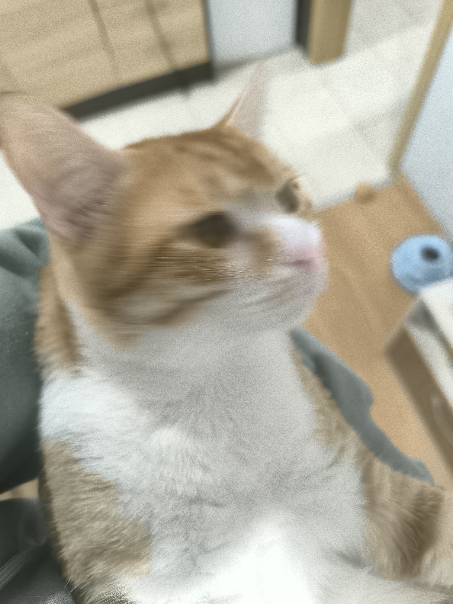 The image shows a blurry, close-up view of a white and orange tabby cat. The cat appears to be resting on someone's lap or arm, covered in a green garment. The background includes elements of a home interior, such as a cabinet, tiled flooring, and a wooden table with a blue ball on it. The overall image quality is poor due to the blurriness. There is no indication of the location being Varna, Bulgaria, or any city.