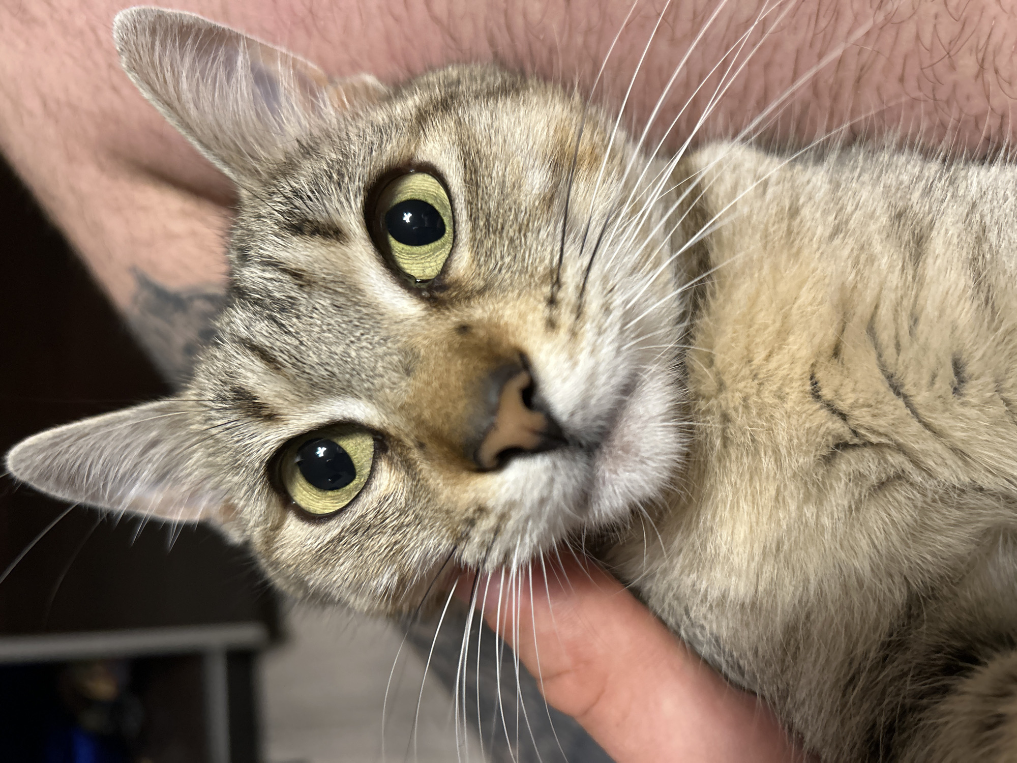 A close-up shot shows a tabby cat being held. The cat has light green eyes and a light brown coat with darker stripes. A person's hand and arm are visible holding the cat. A tattoo is also visible on the arm. The background is blurred and indistinct, but it does not appear to be Burgas, Bulgaria.