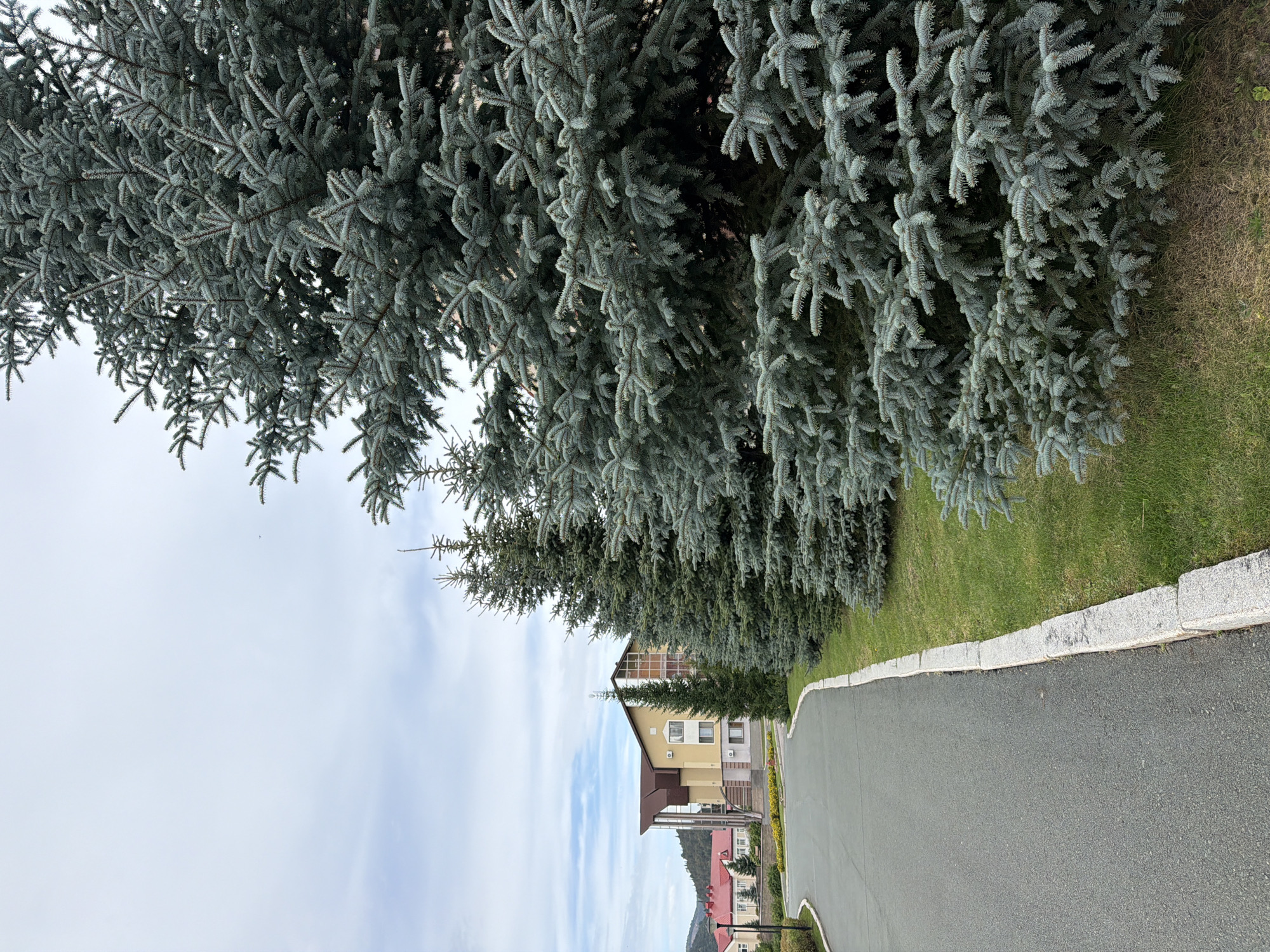 The image depicts a paved walkway curving to the left, bordered by a strip of green grass and a stone curb. A row of tall, mature blue spruce trees with silvery-blue needles lines the right side of the walkway, dominating the foreground and midground with their dense foliage. In the background, across the grassy area, a multi-story building with a yellow facade, brown roof, and large glass windows is visible. Further to the left, the roofline of another building with a red tile roof can be seen, suggesting a residential or possibly commercial area. The sky above is overcast with scattered clouds, and a faint hint of mountains or hills can be observed on the horizon. No people are present in the image. The scene appears to be a well-maintained outdoor area, possibly part of a park, resort, or residential complex in Assy, Russia, given the context provided.