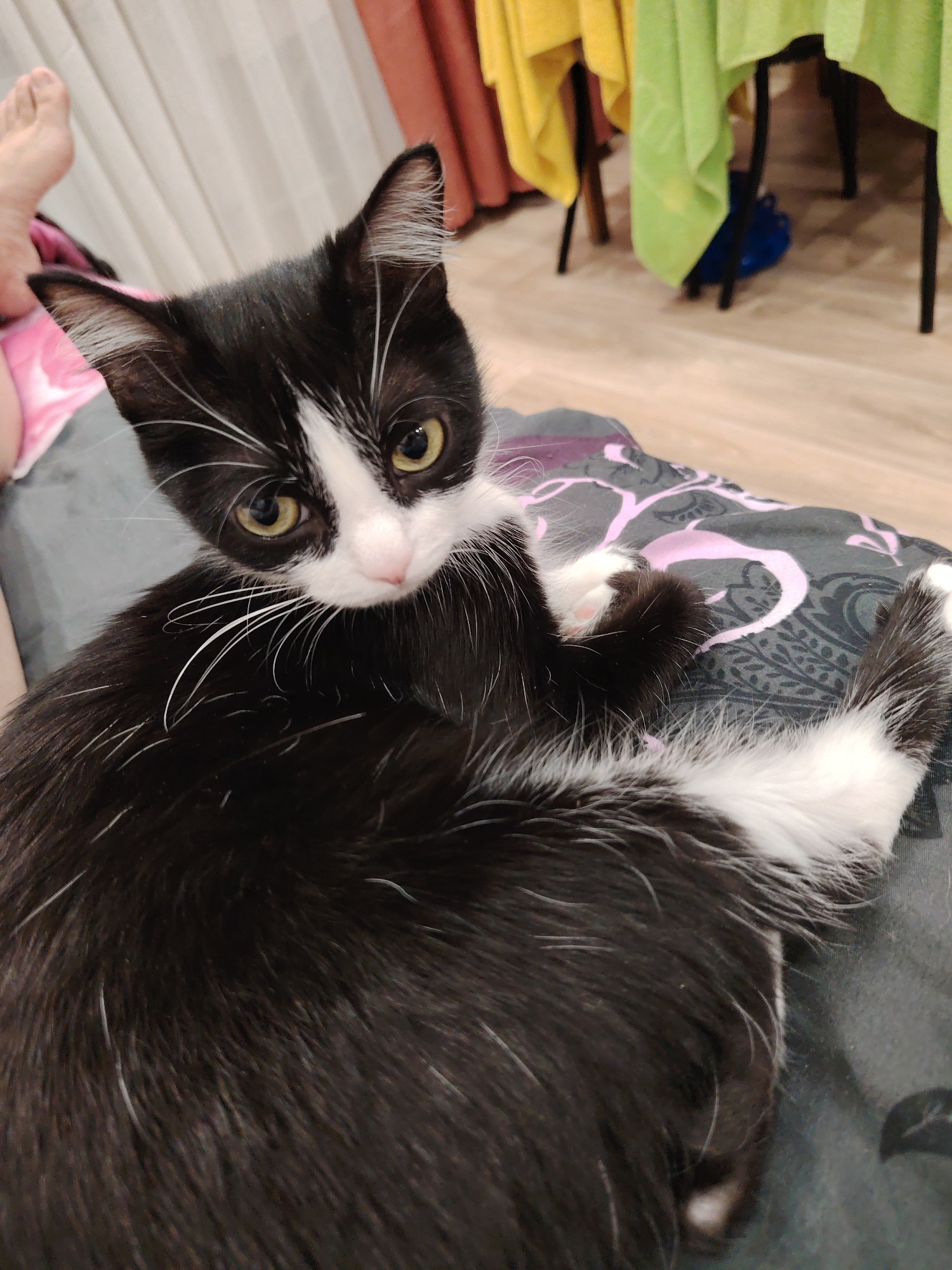 An indoor domestic setting, likely a residence, located in Unknown, Unknown.
The scene features a black and white tuxedo cat resting on a patterned fabric surface, looking directly at the camera. The cat is small, exhibiting predominantly black fur with white markings on its muzzle, a stripe between its eyes, cheeks, throat, chest, paws, belly, and tail tip. Its eyes are large and yellow-green. White whiskers are prominent. A bare human foot, partially covered by pink fabric, is visible in the upper left foreground. The background is blurred, showing a light-colored wooden floor, black-legged furniture draped with yellow and light green cloths, and a reddish-brown curtain or wall section. A blue object, possibly a bag, is visible on the floor under one of the draped tables. The cat is stationary, observing the viewer. The human foot indicates the passive presence of a person in close proximity to the cat.